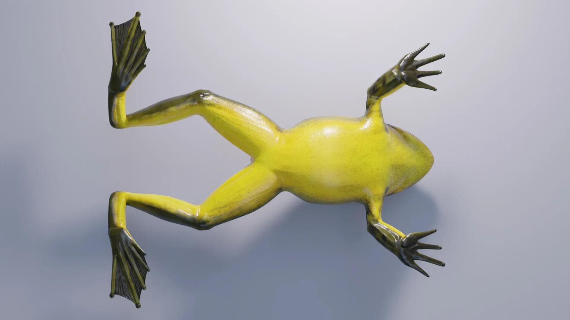 Goliath Bullfrog - Animated