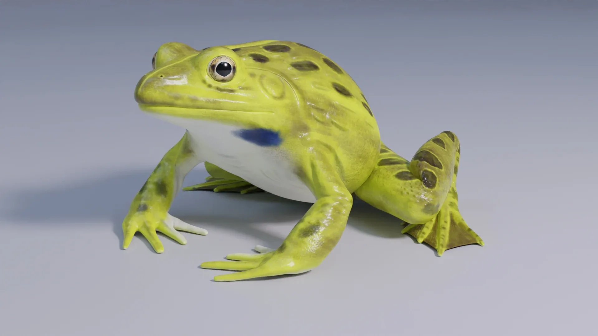 Indian Bullfrog - Animated