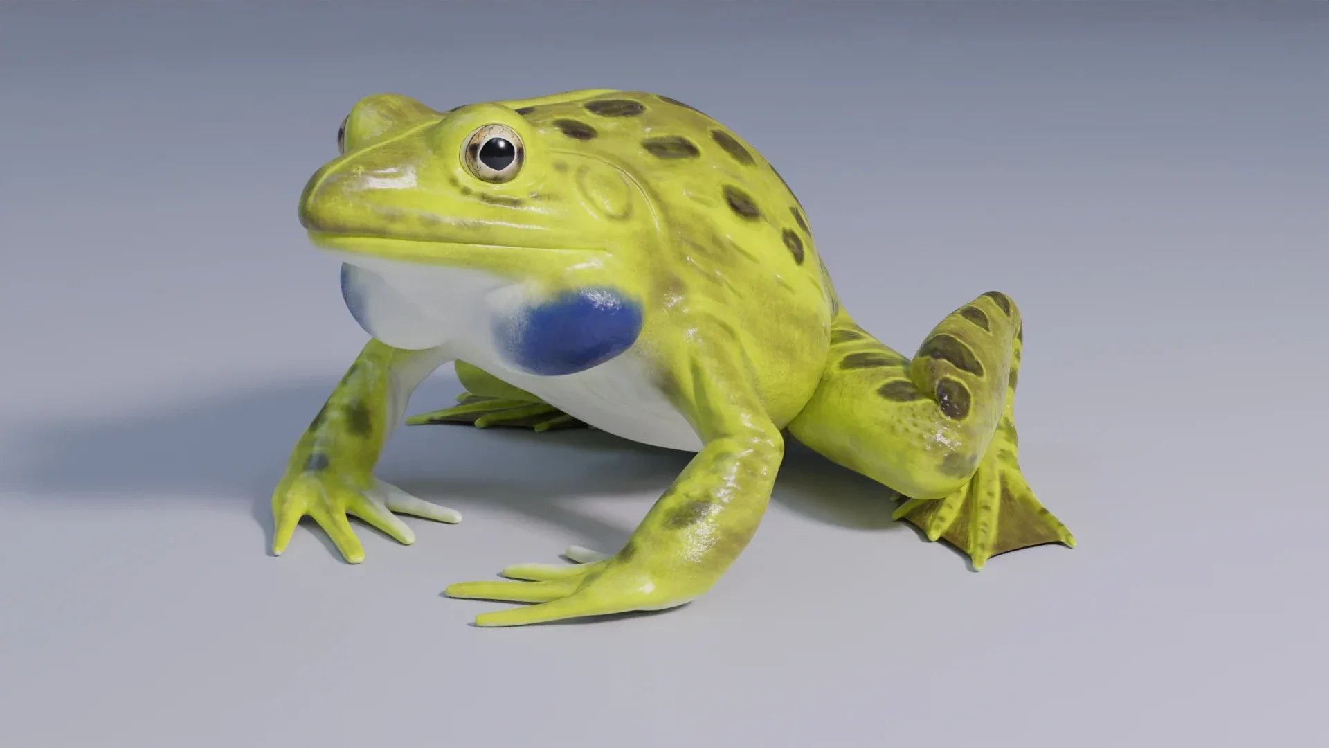 Indian Bullfrog - Animated