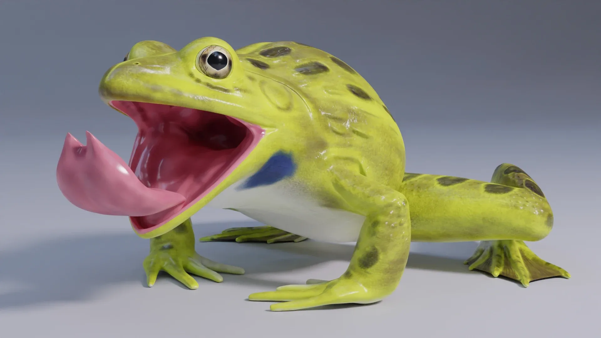 Indian Bullfrog - Animated