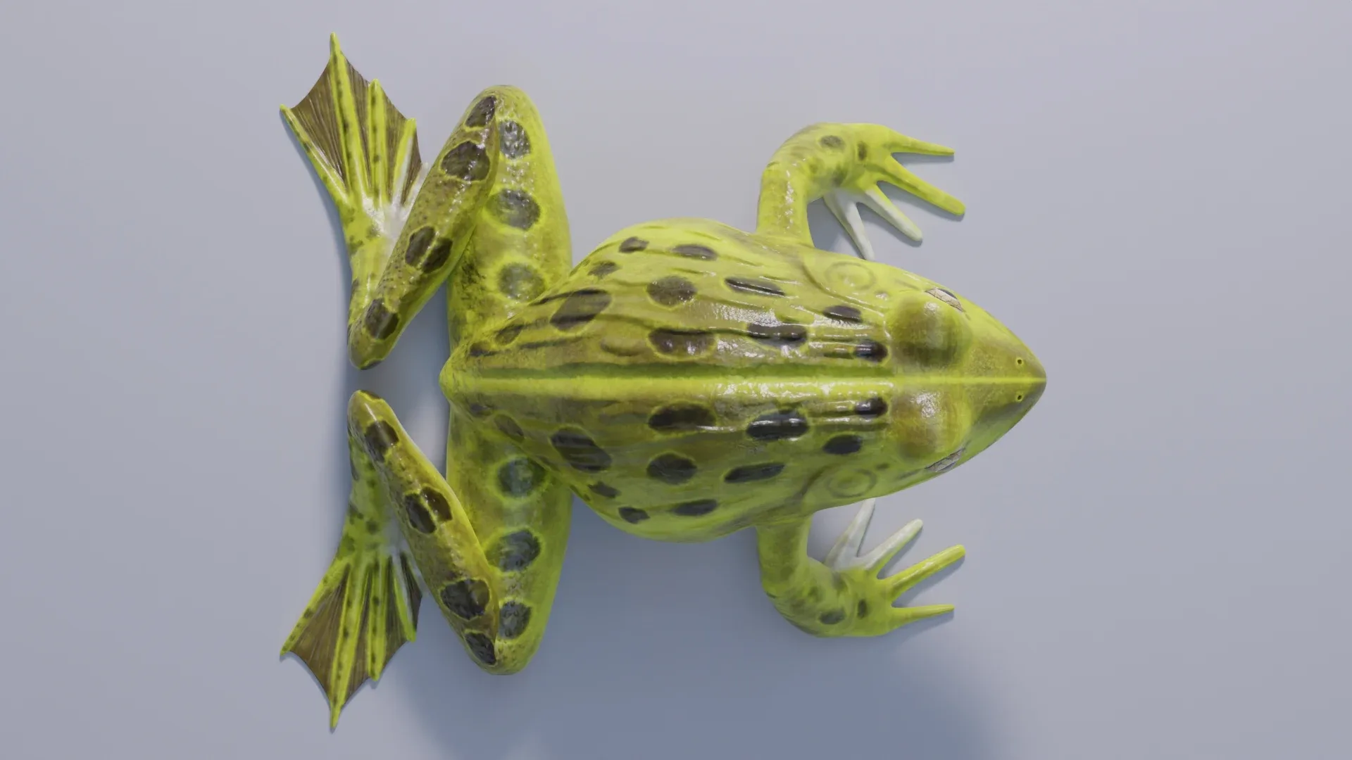 Indian Bullfrog - Animated