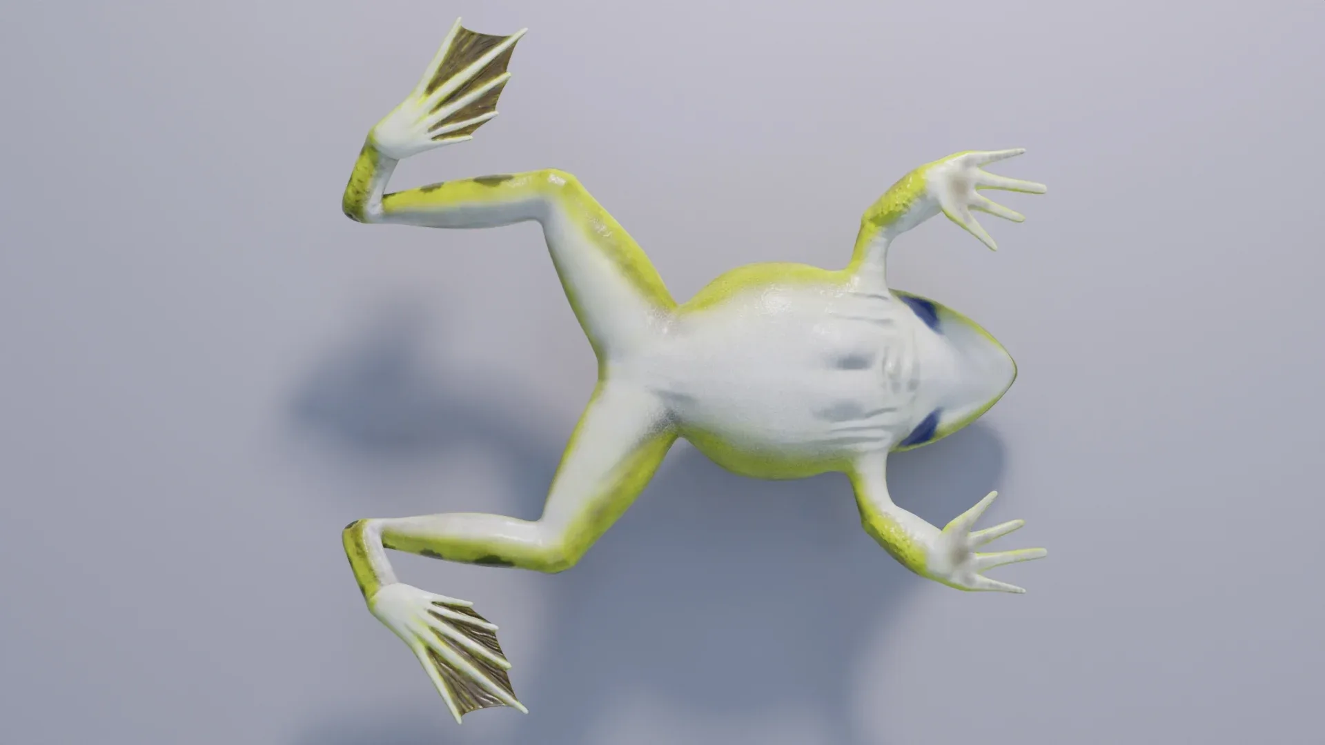 Indian Bullfrog - Animated