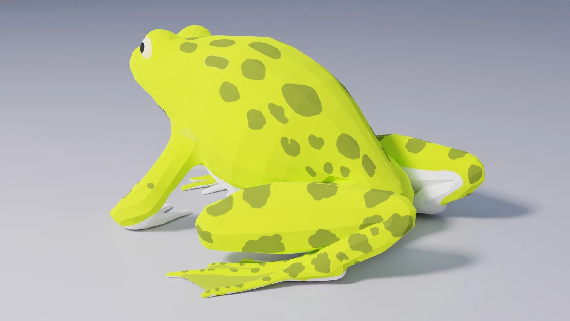 Indian Bullfrog - Animated