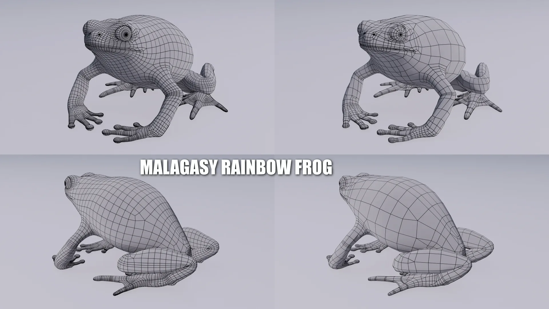 Malagasy Rainbow Frog - Animated