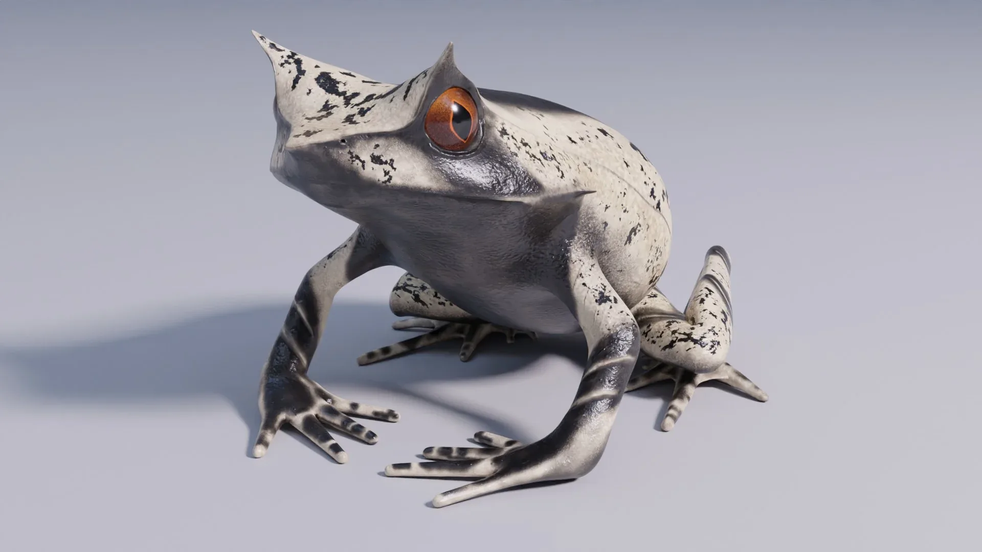 Malayan Horned Frog - Animated