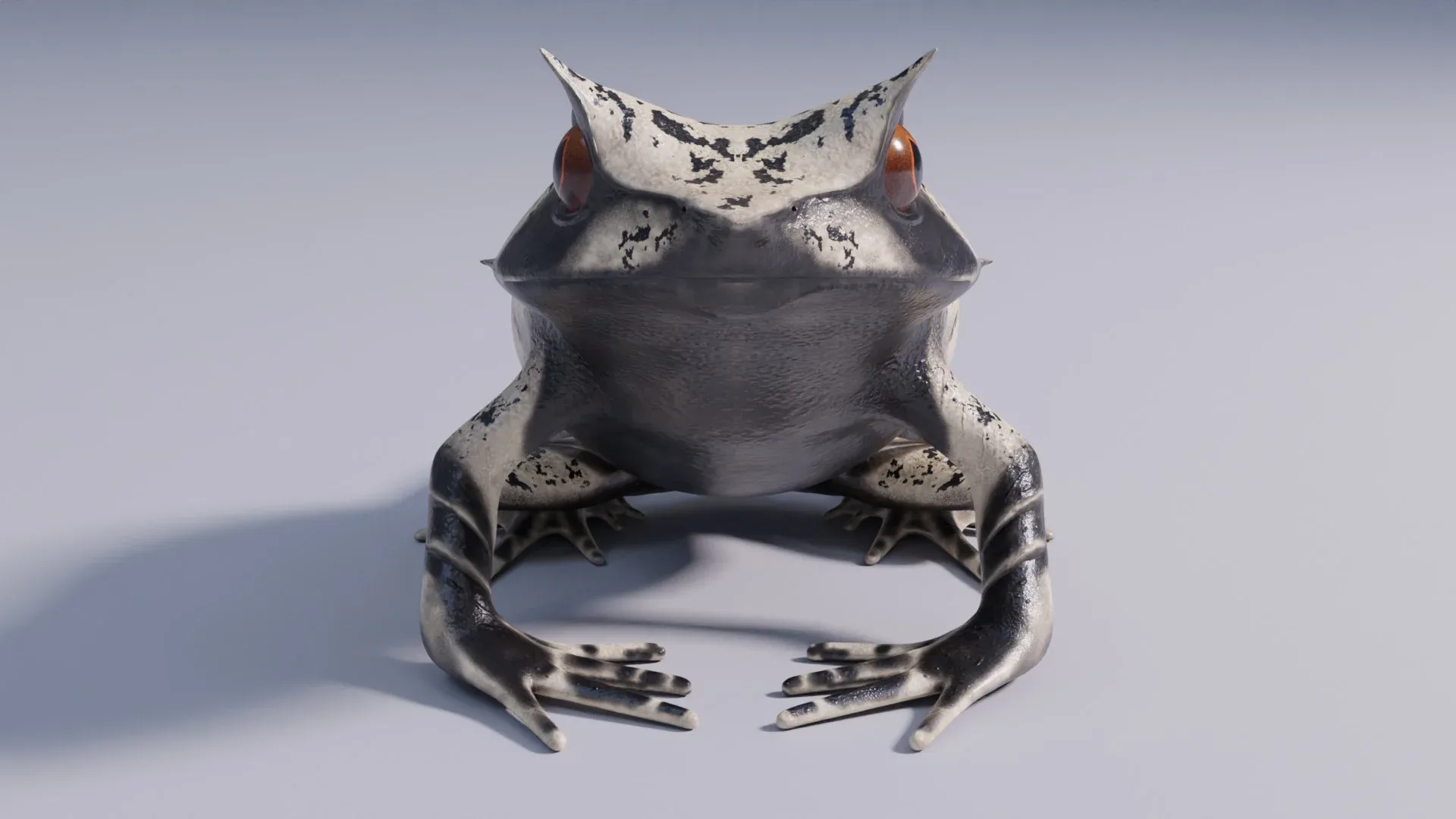 Malayan Horned Frog - Animated