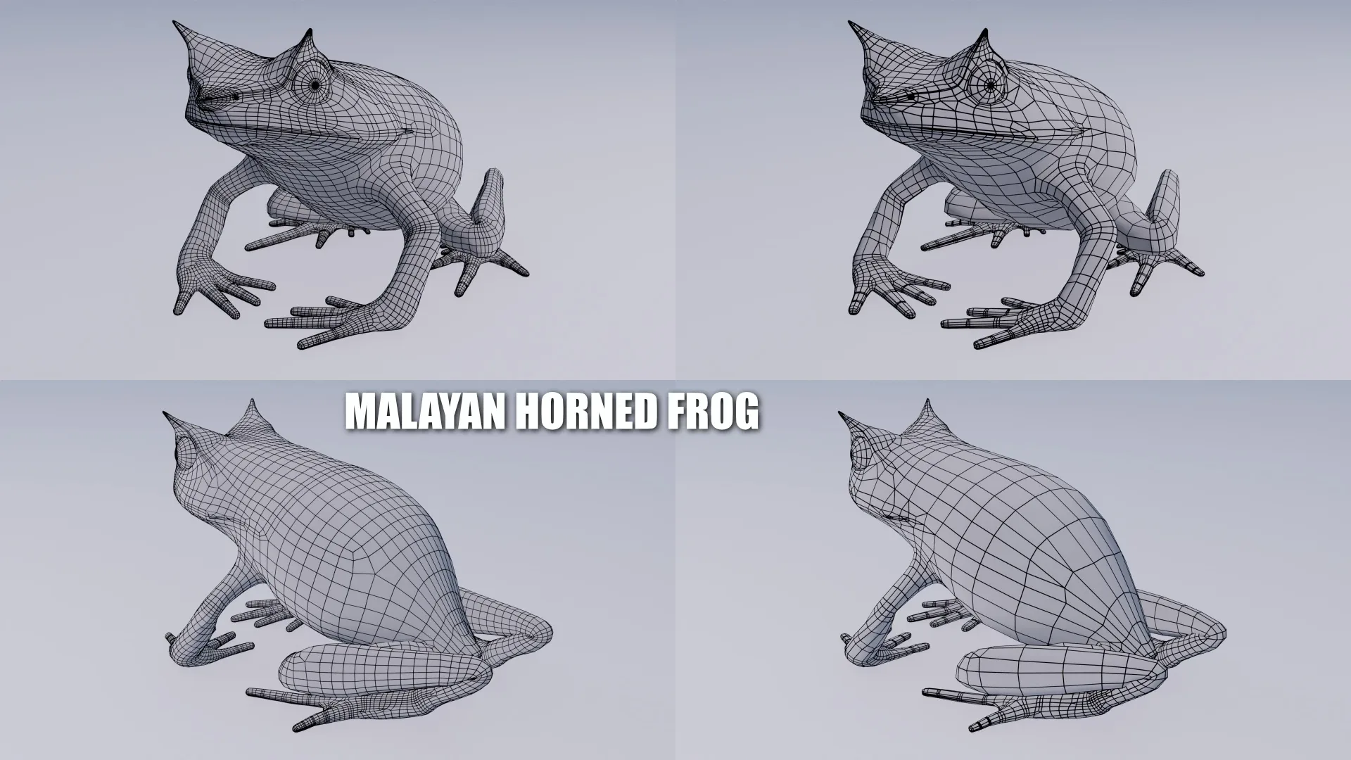 Malayan Horned Frog - Animated