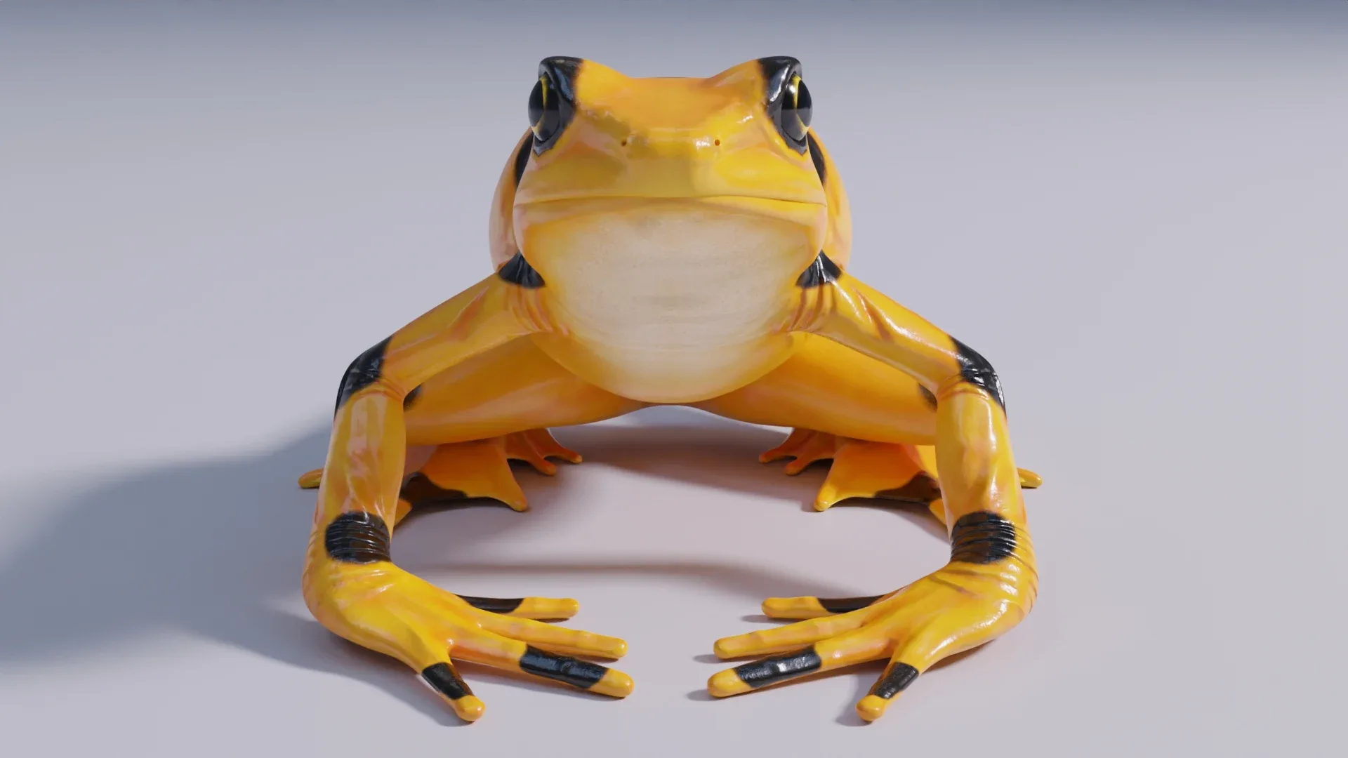 Panamanian Golden Frog - Animated