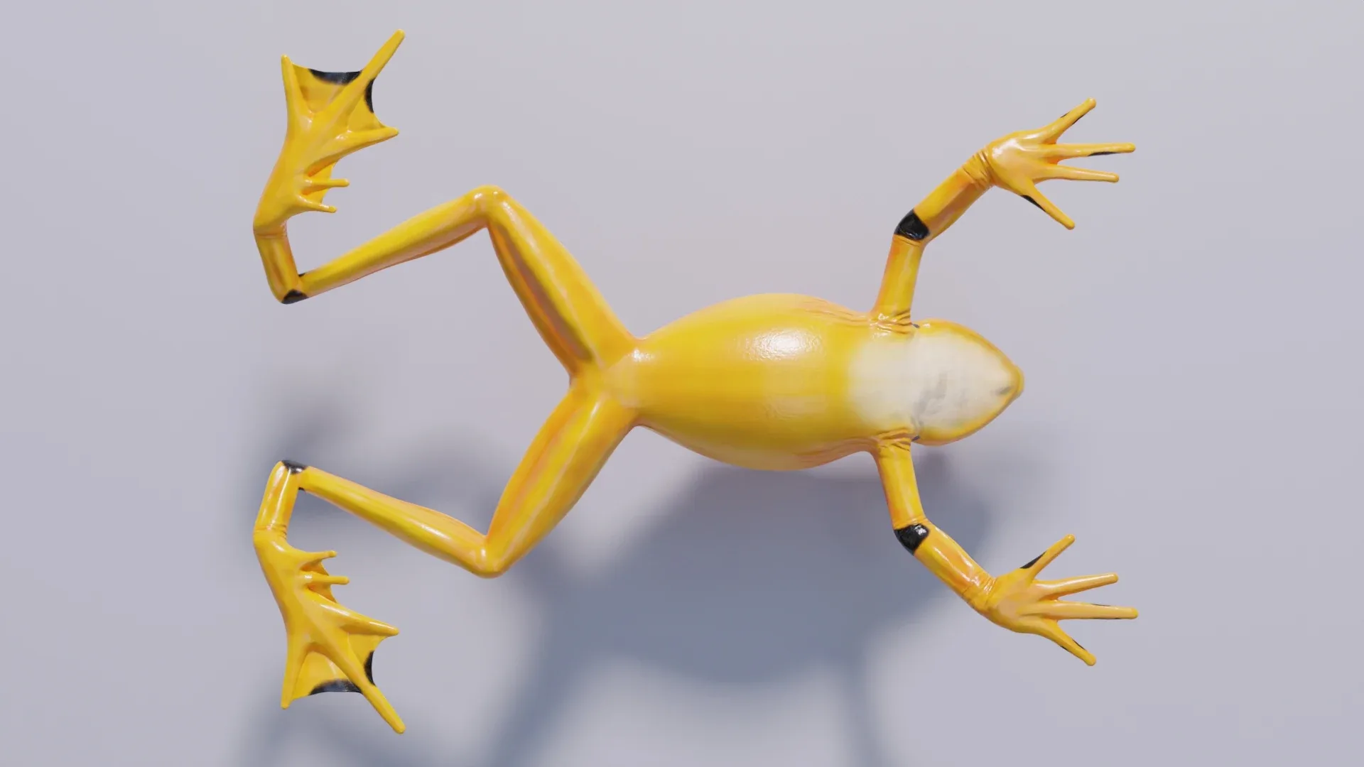 Panamanian Golden Frog - Animated