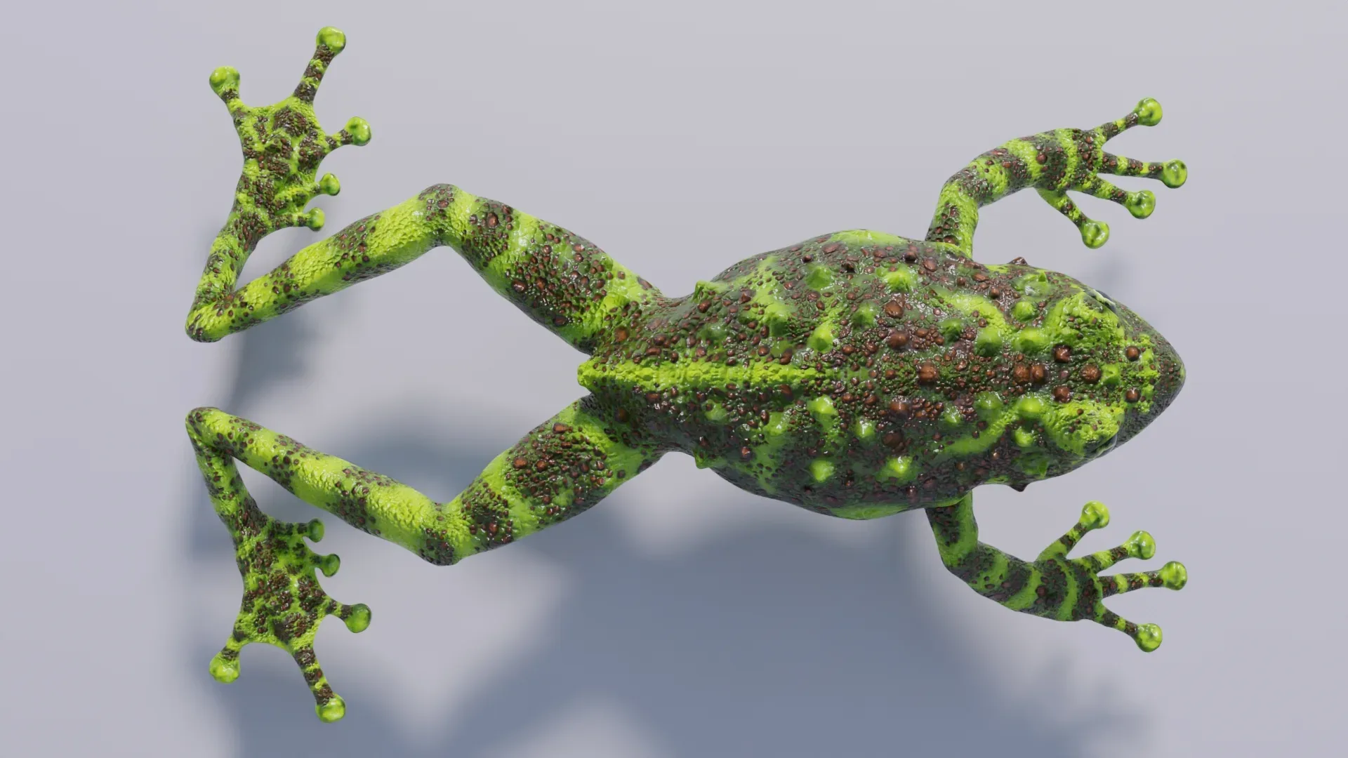 Vietnamese Mossy Frog - Animated