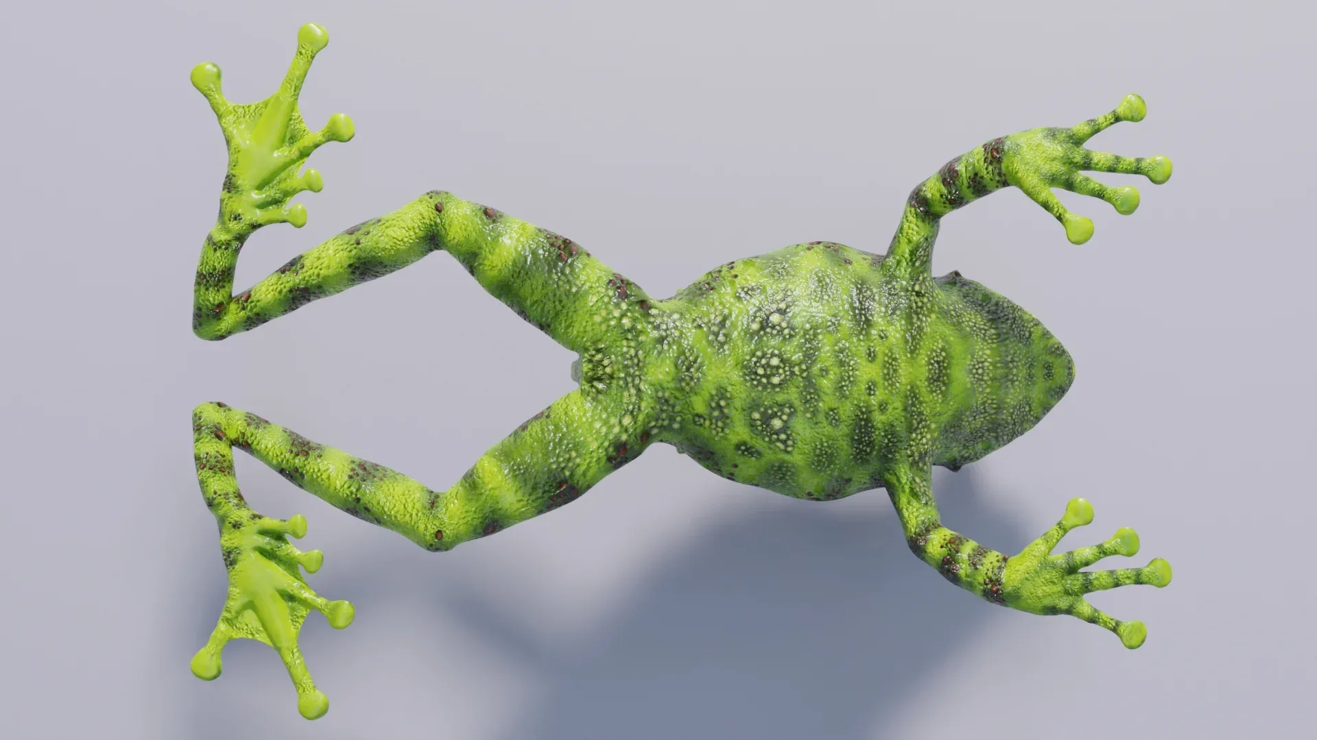 Vietnamese Mossy Frog - Animated