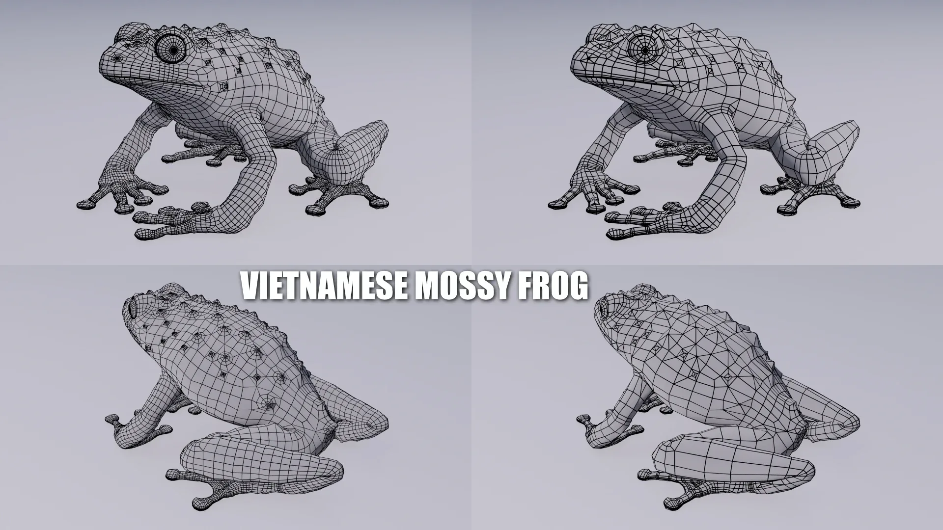 Vietnamese Mossy Frog - Animated