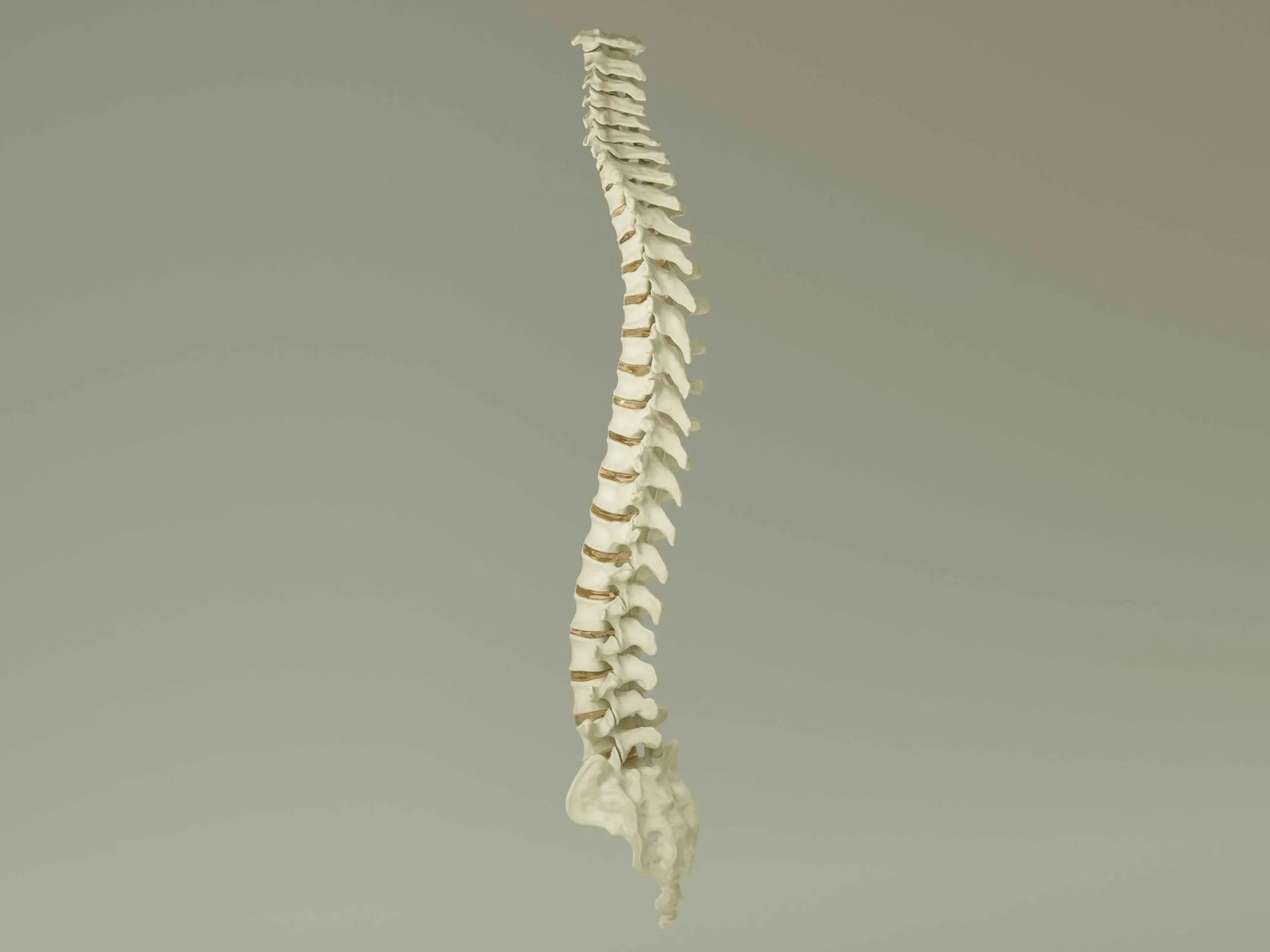 Vertebral Column Anatomy Model