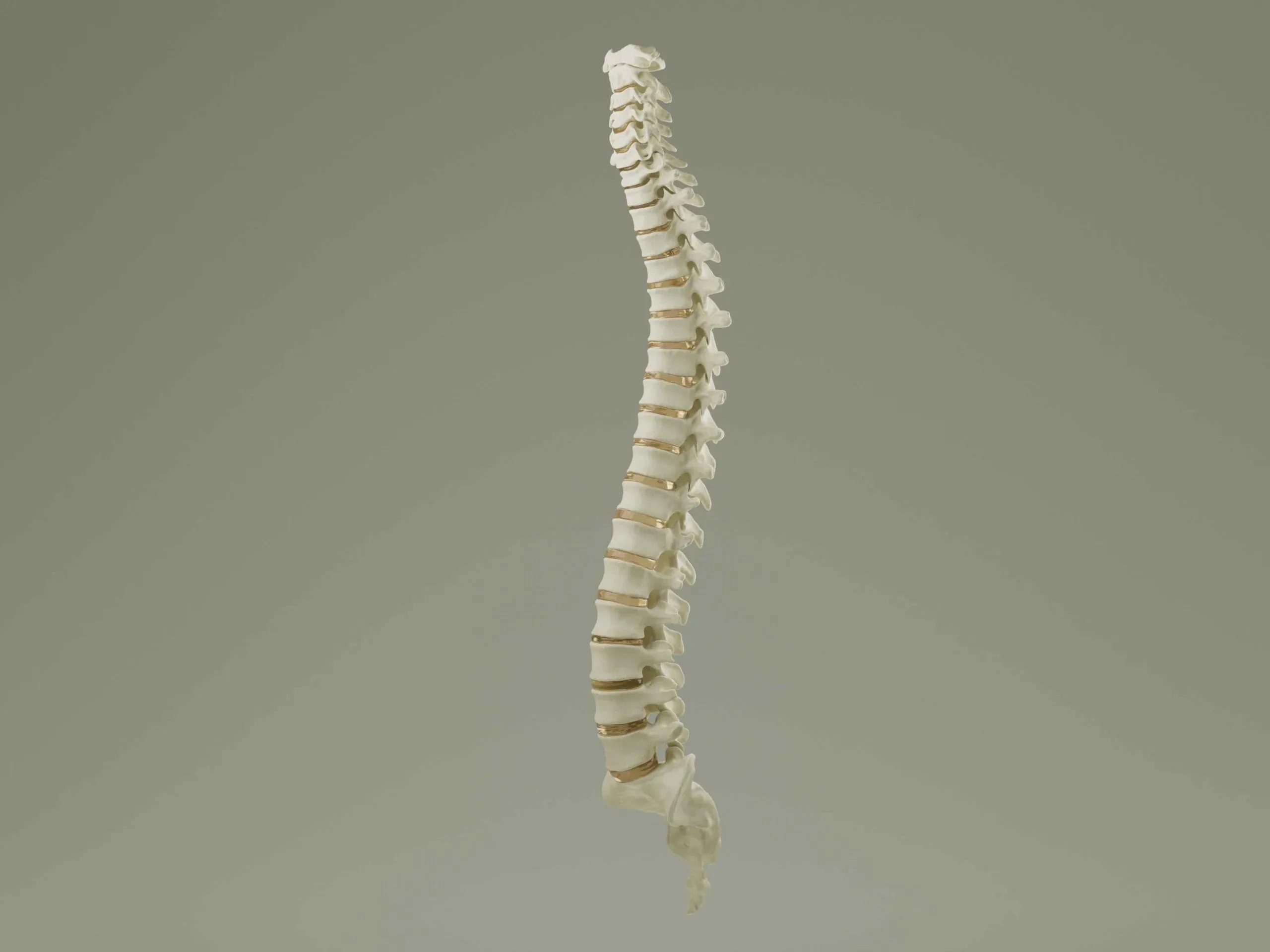 Vertebral Column Anatomy Model