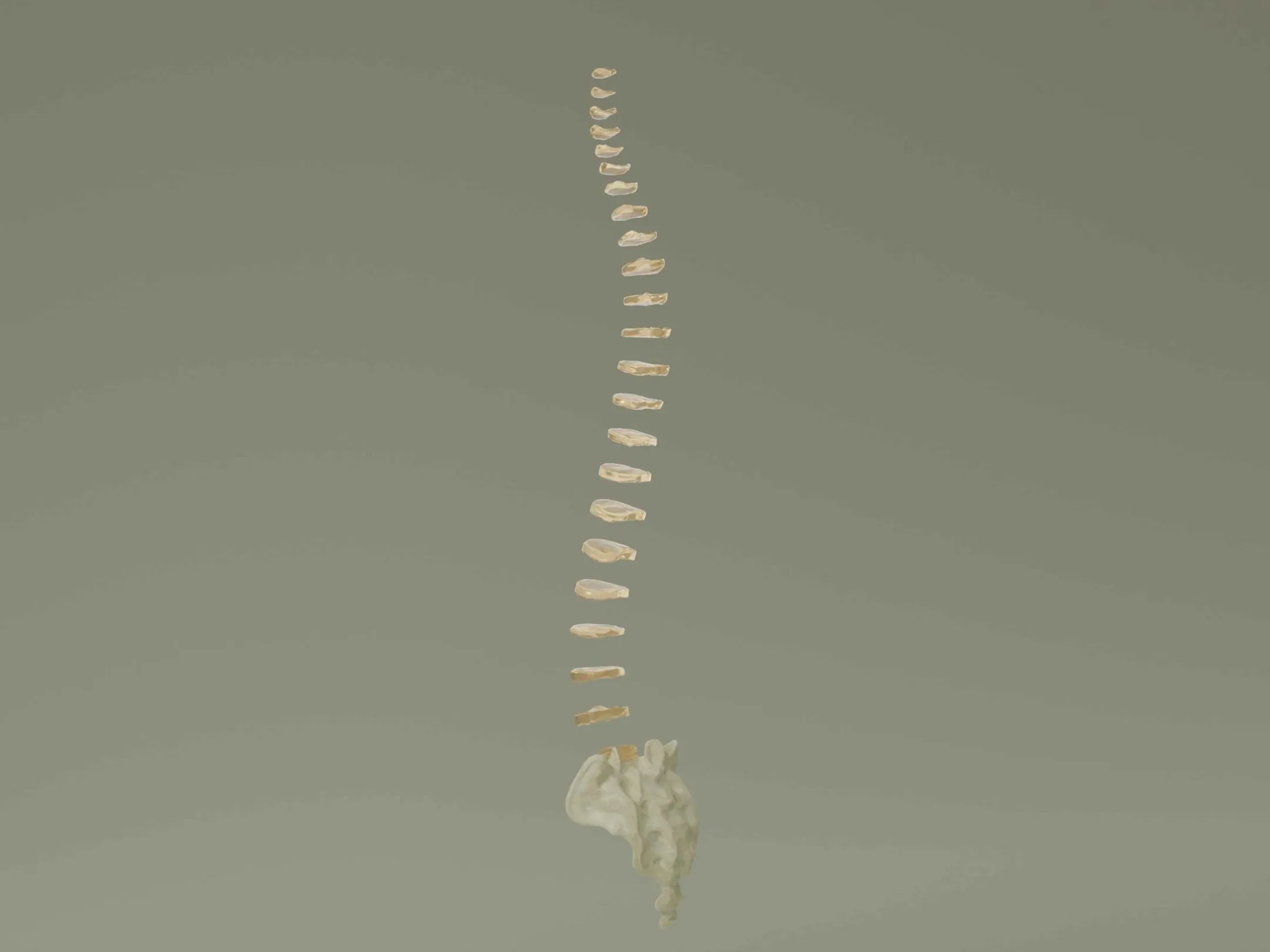 Vertebral Column Anatomy Model