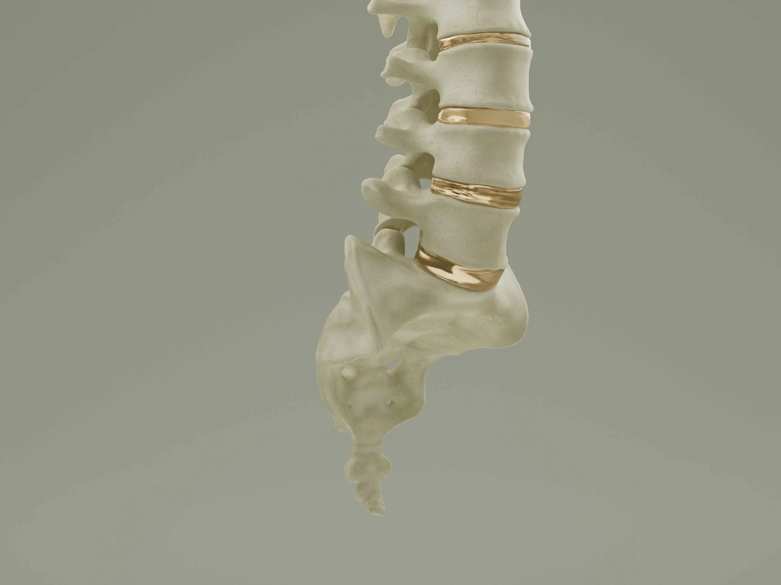 Vertebral Column Anatomy Model