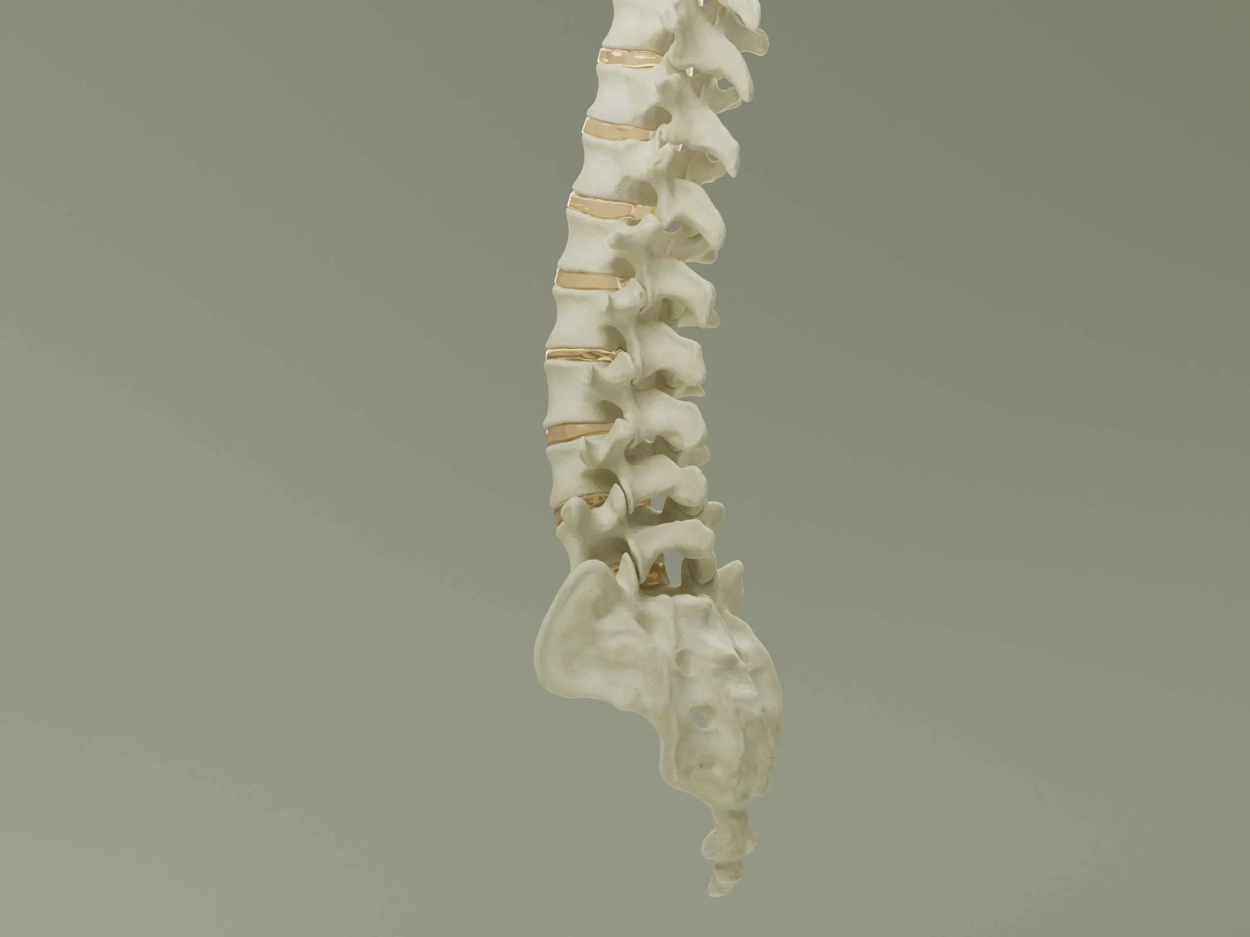 Vertebral Column Anatomy Model