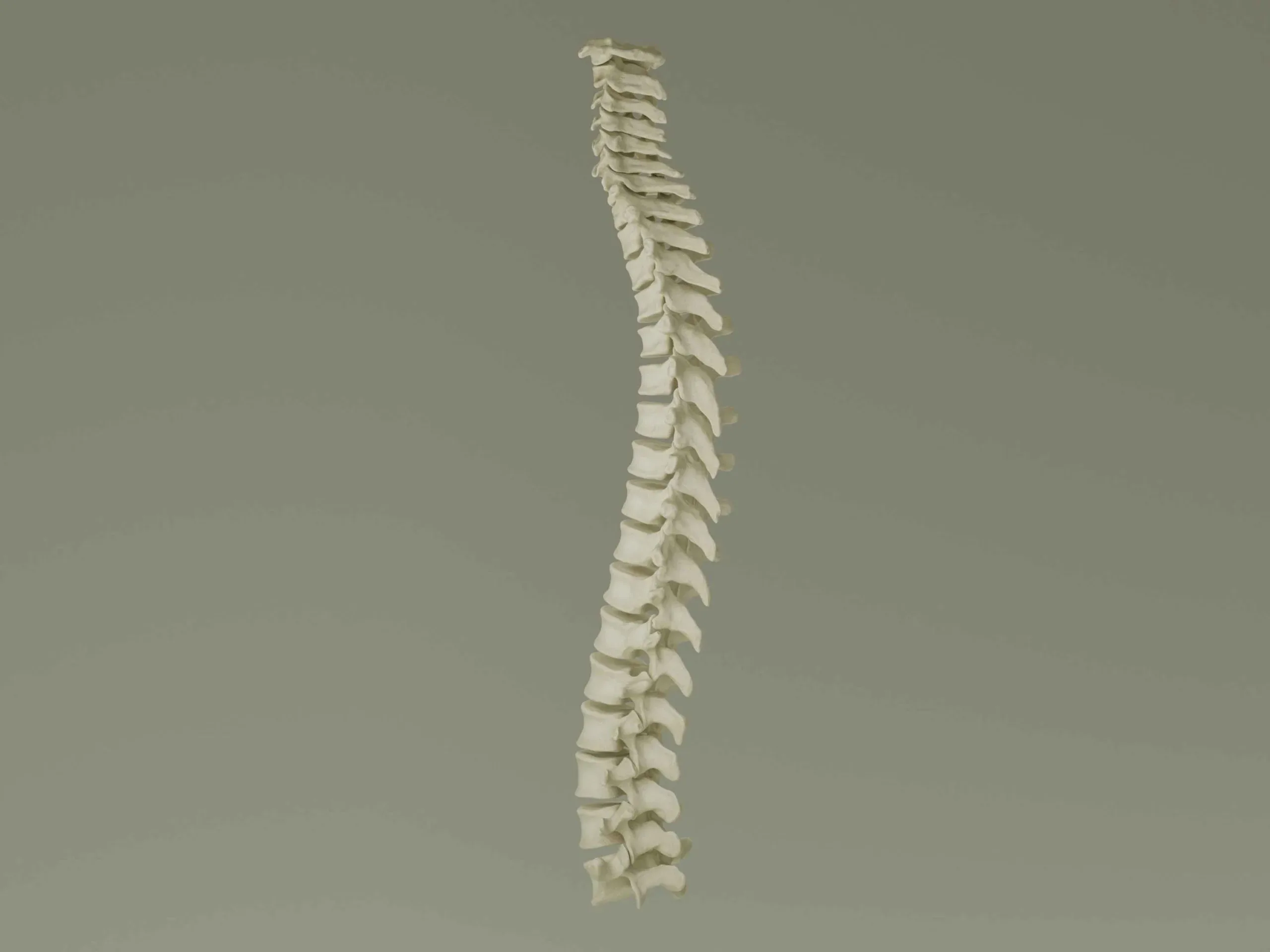 Vertebral Column Anatomy Model