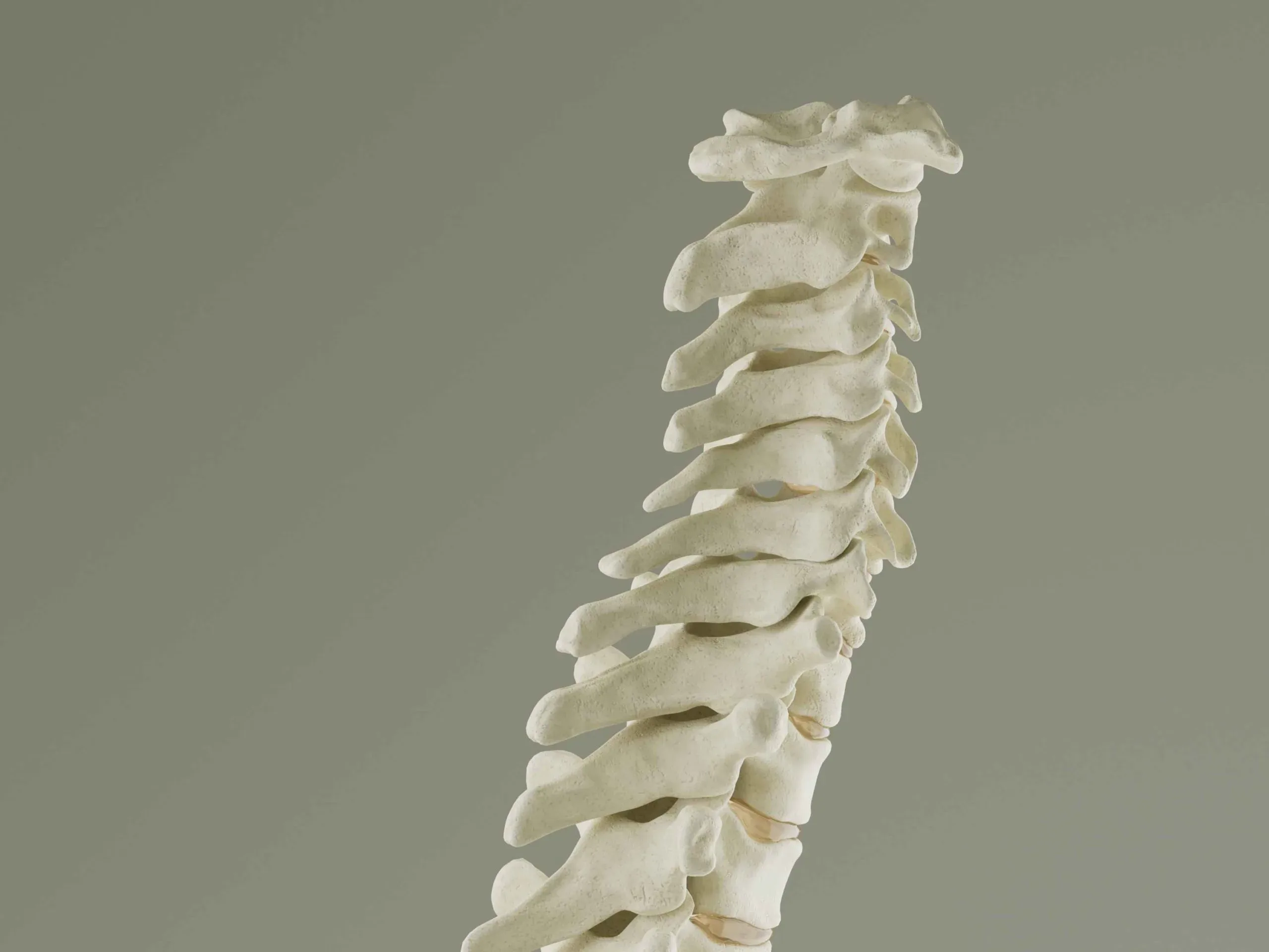 Vertebral Column Anatomy Model