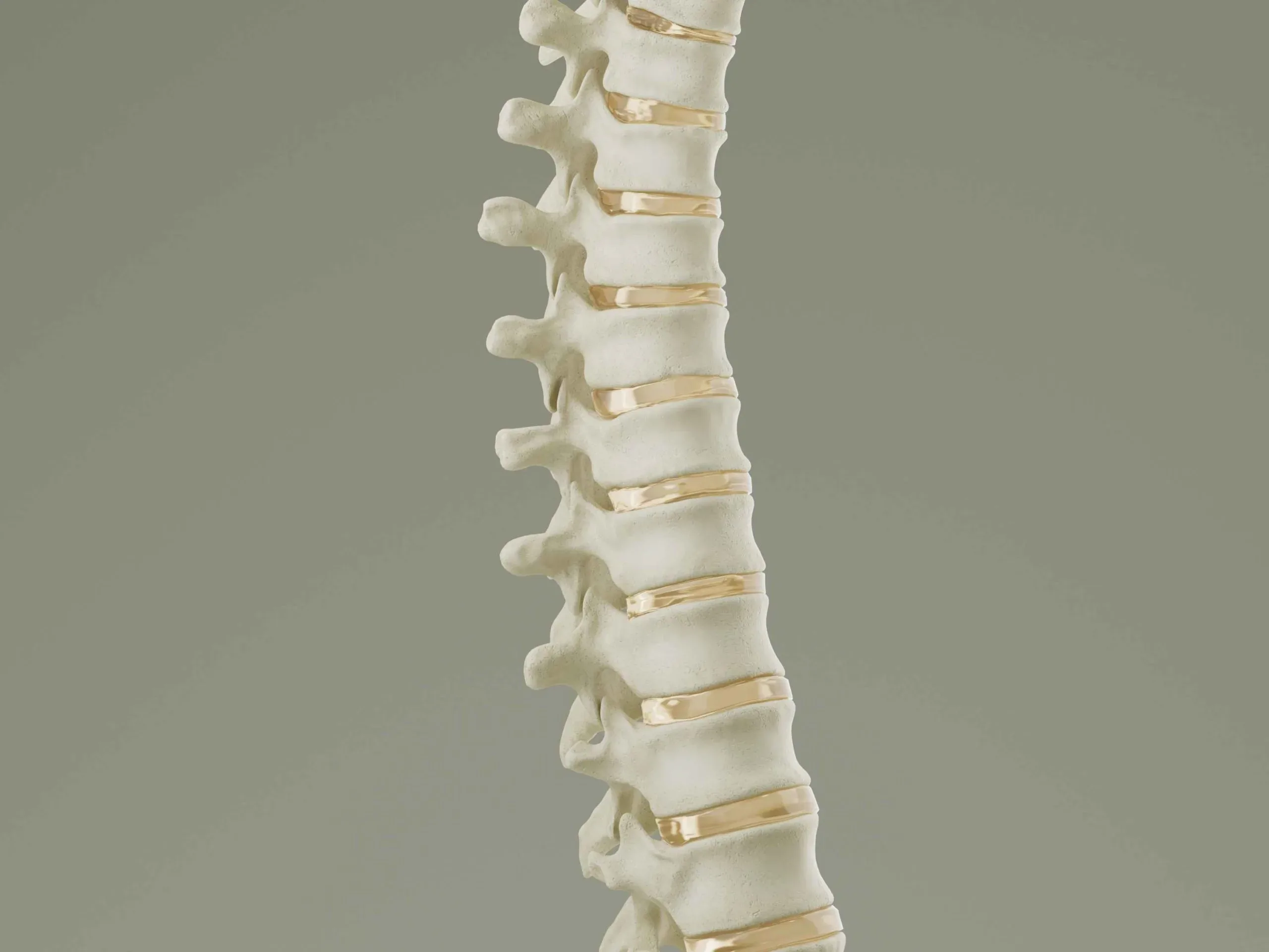 Vertebral Column Anatomy Model