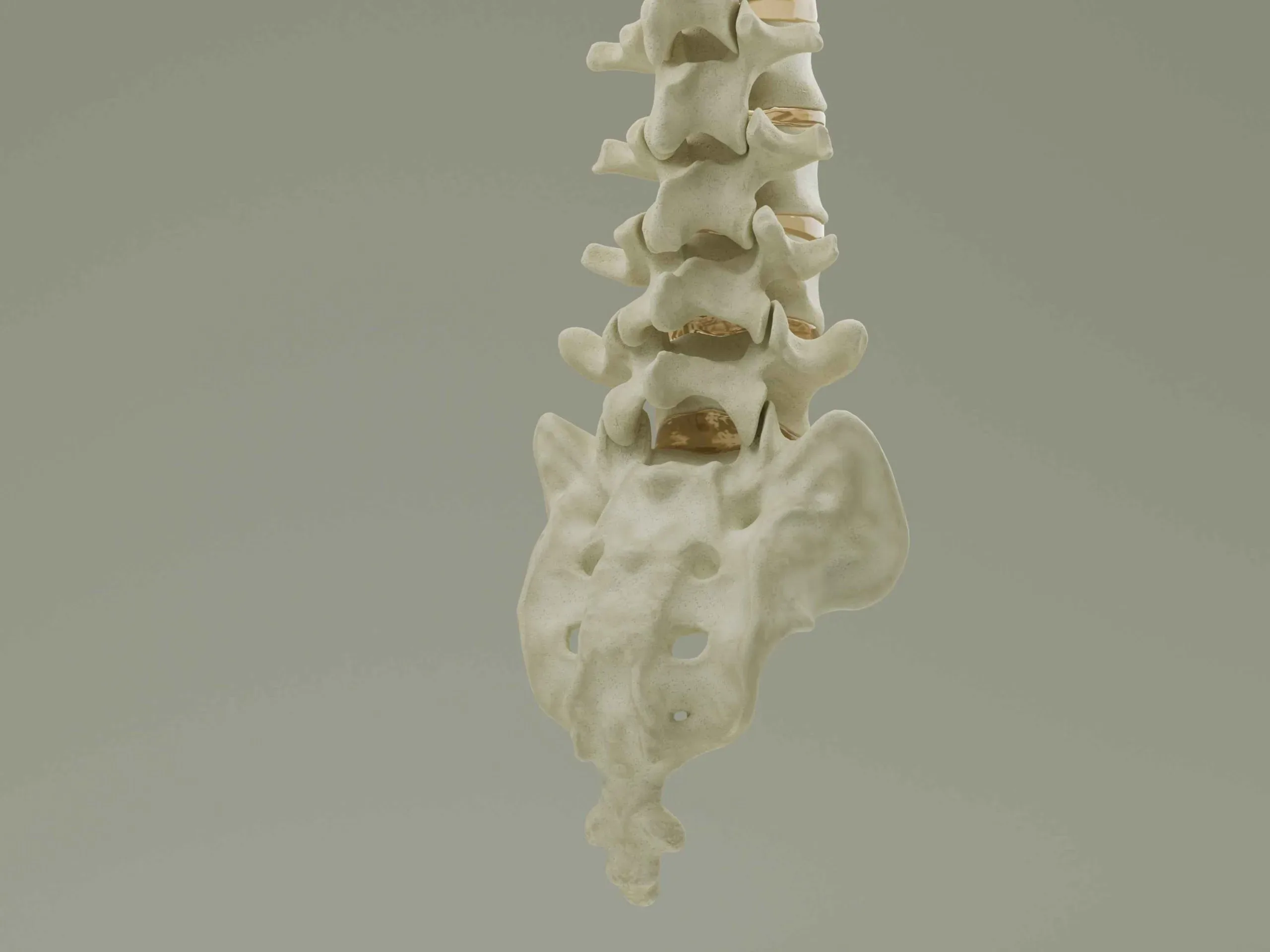 Vertebral Column Anatomy Model