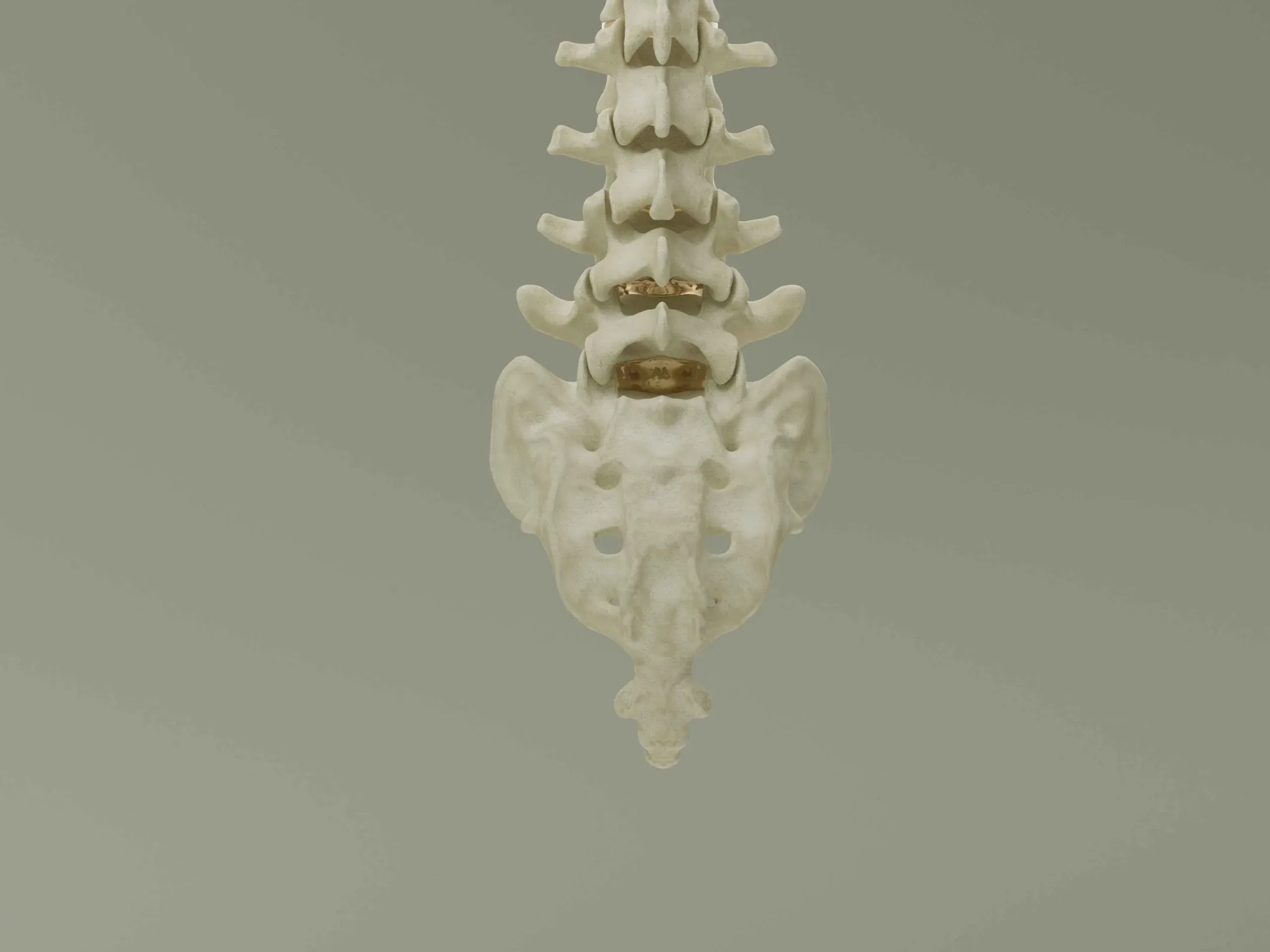 Vertebral Column Anatomy Model