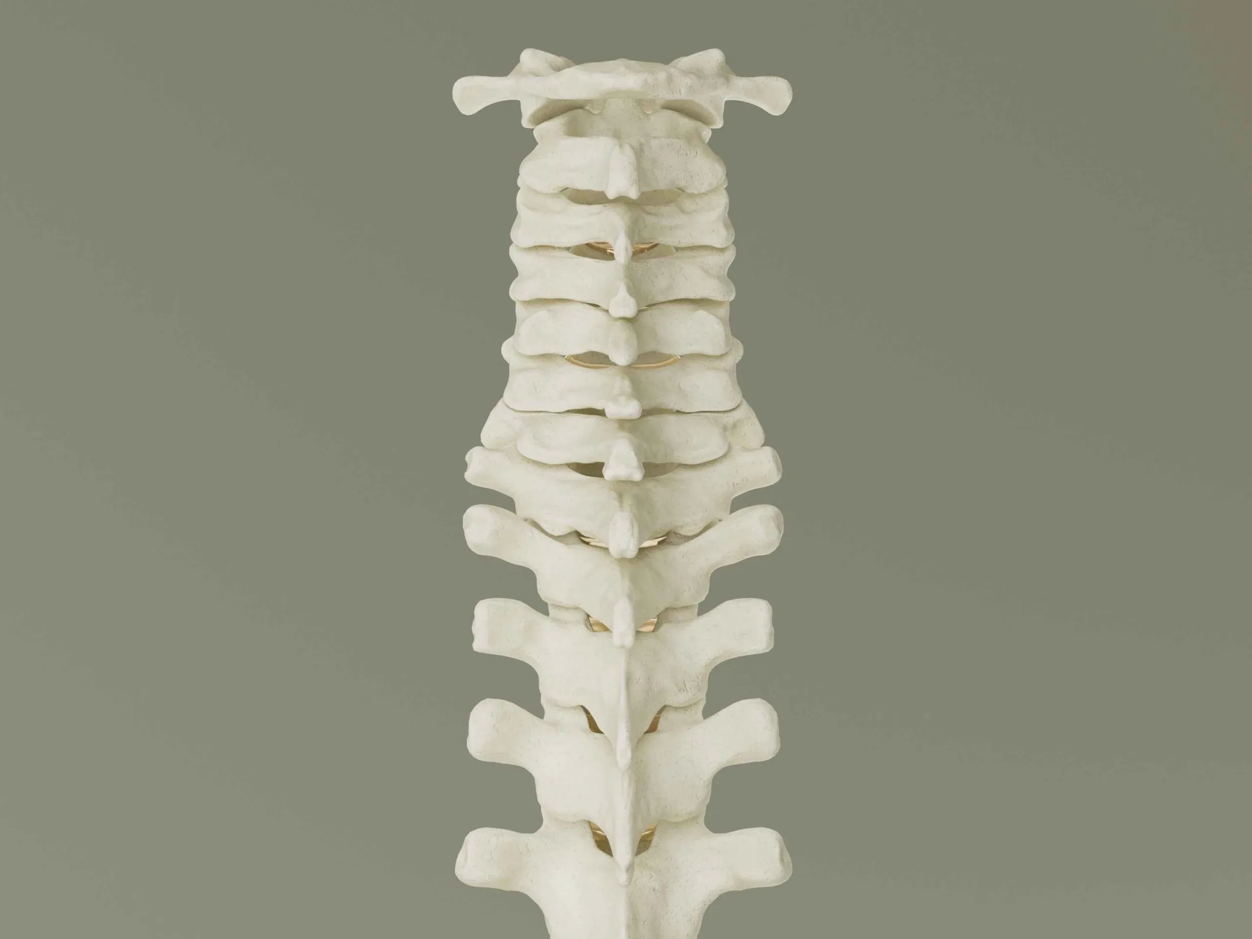 Vertebral Column Anatomy Model