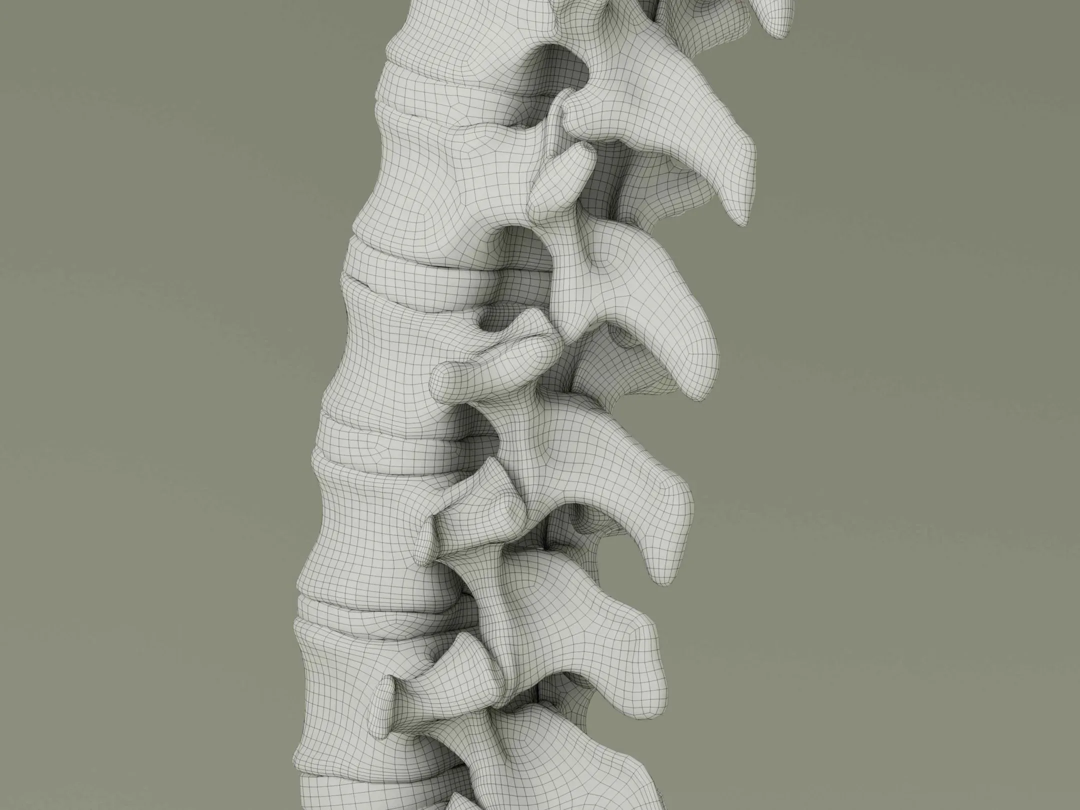 Vertebral Column Anatomy Model