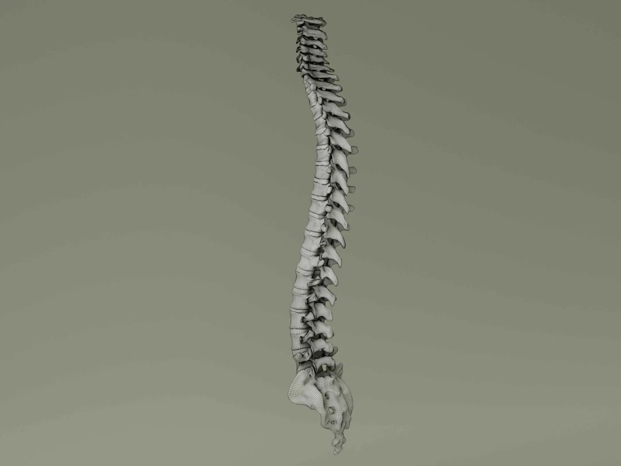 Vertebral Column Anatomy Model