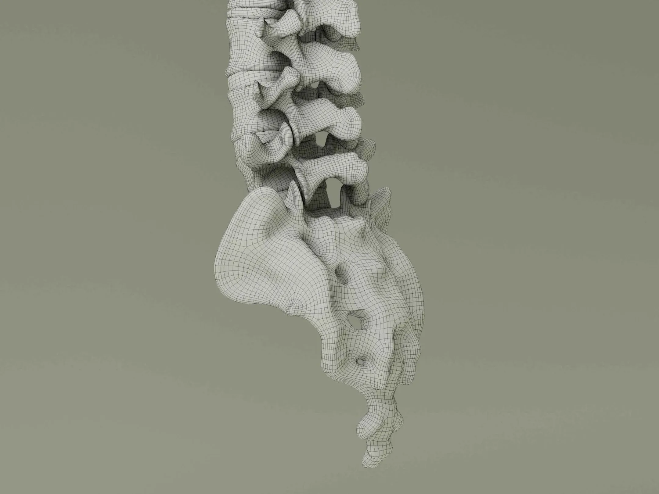 Vertebral Column Anatomy Model