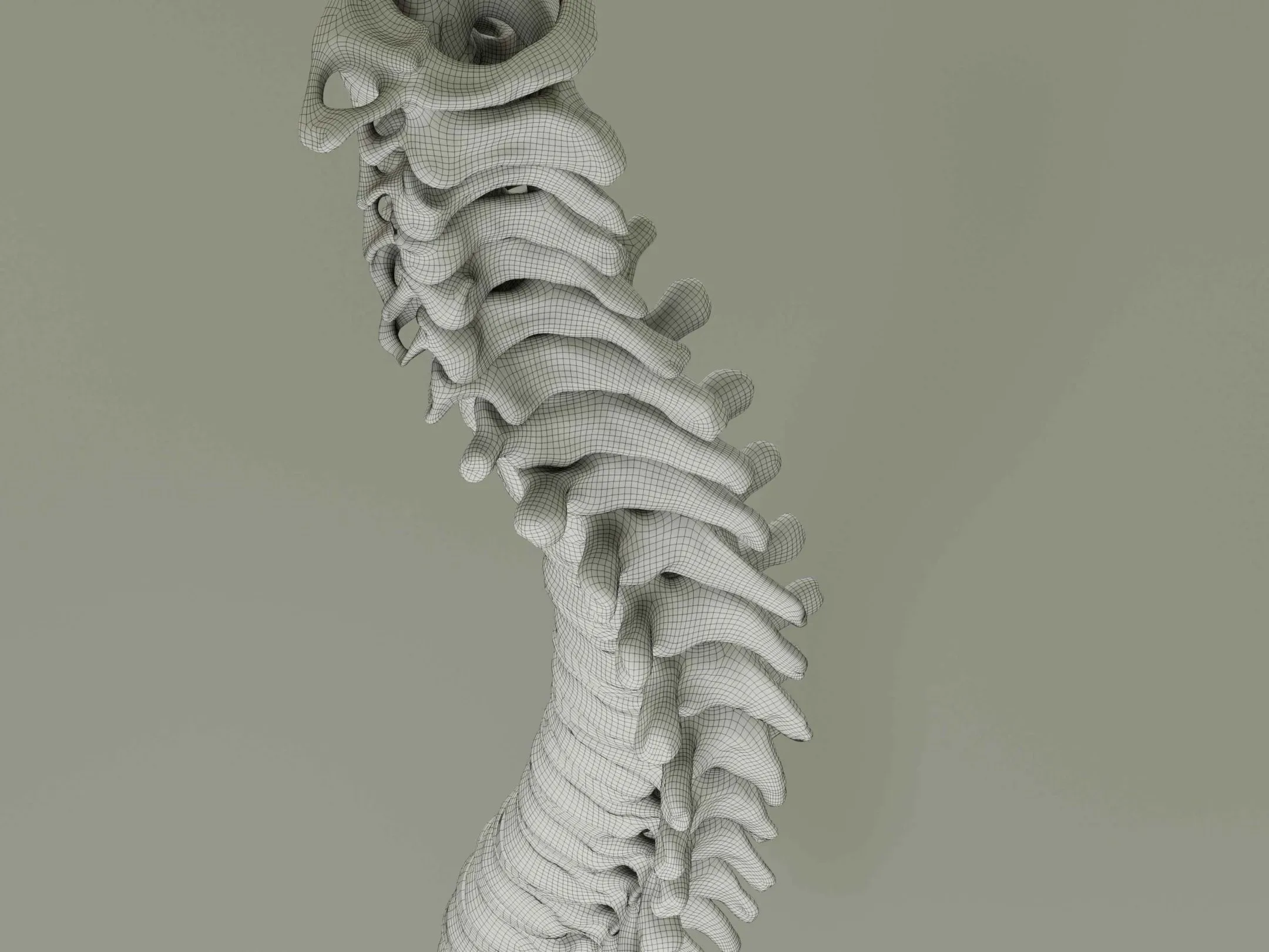 Vertebral Column Anatomy Model