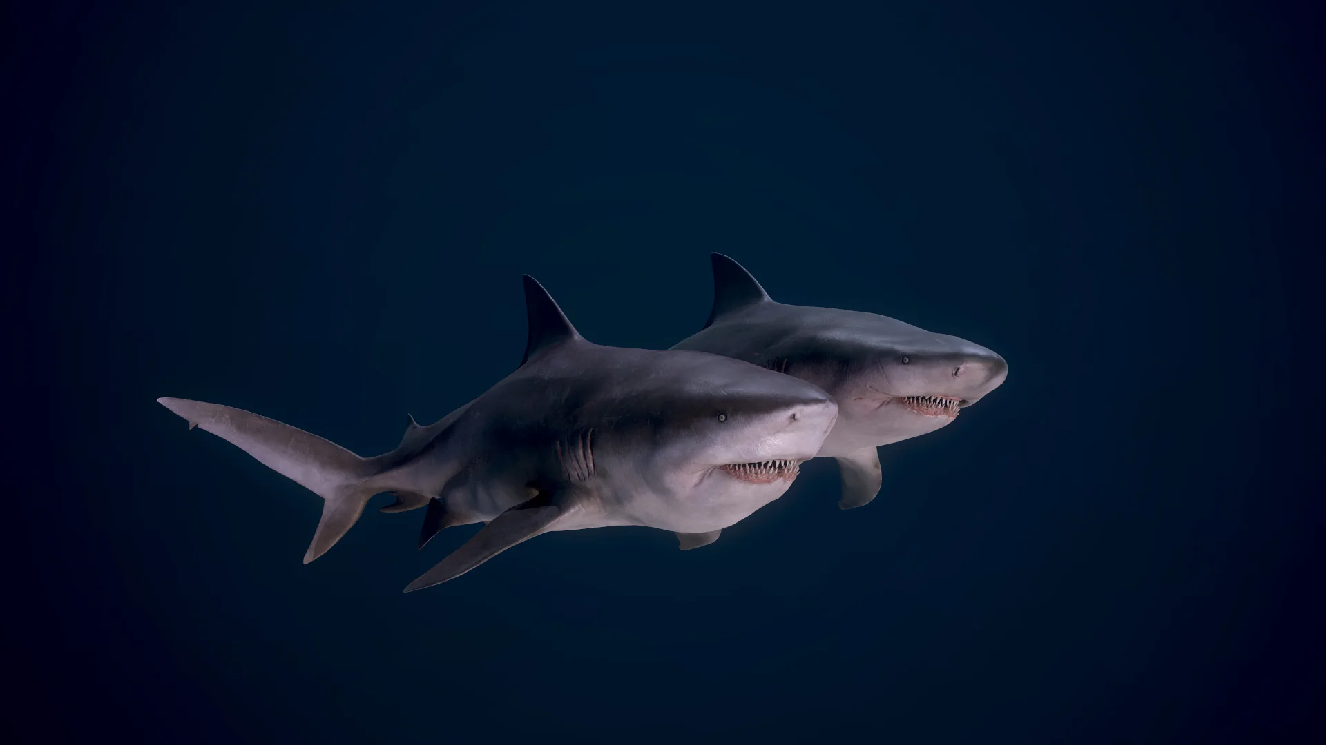 Bull Sharks - Game Ready - FlippedNormals