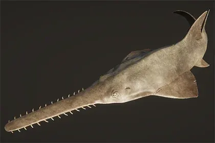 Sawfish - Game Ready