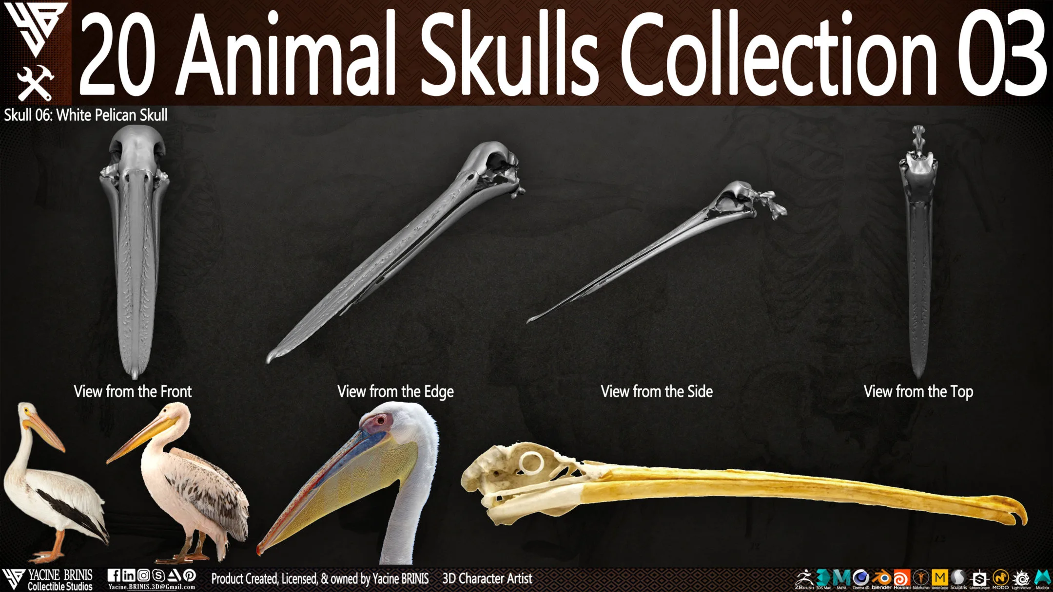 20 Animal Skulls Collection 03