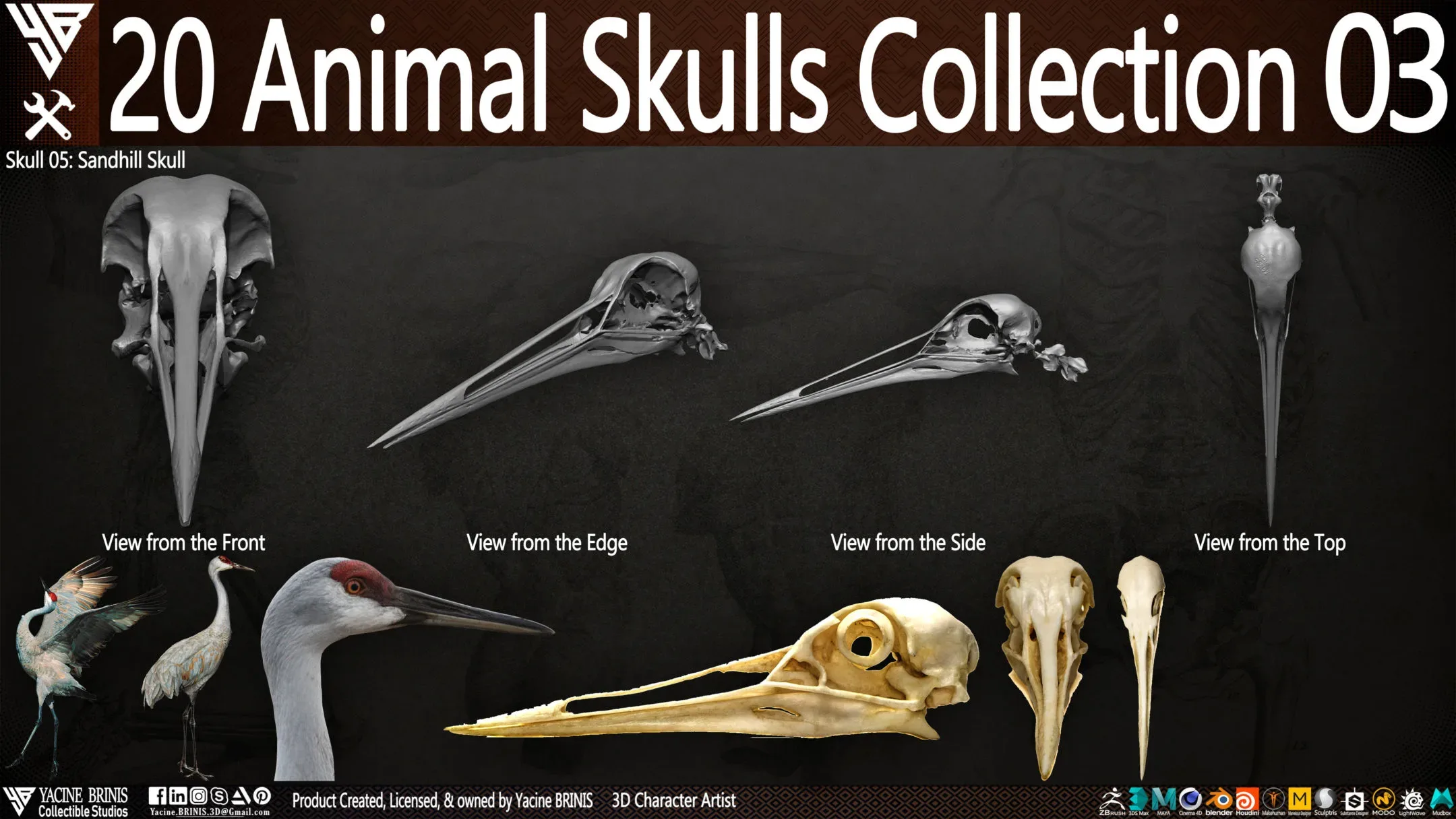 20 Animal Skulls Collection 03