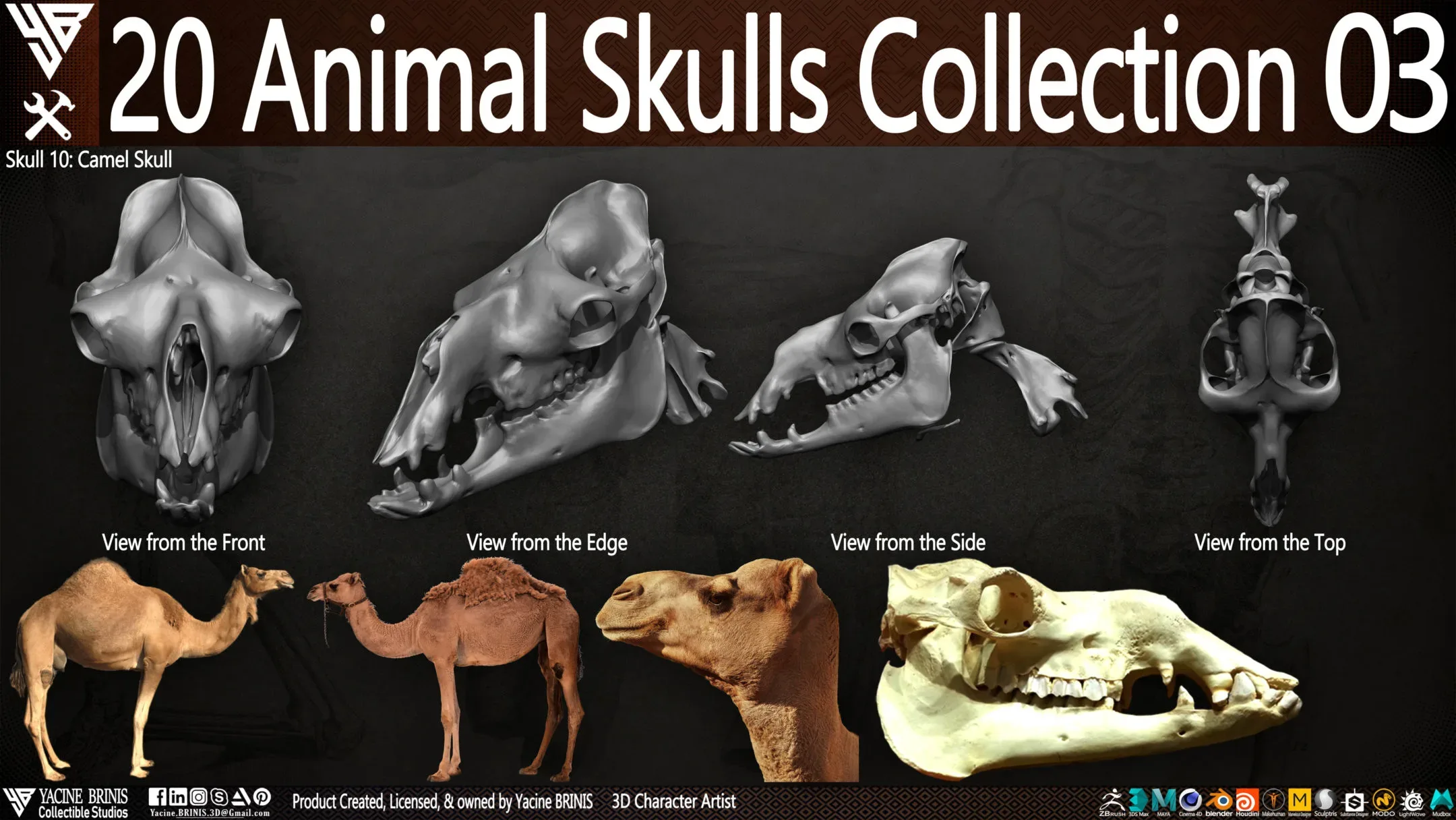 20 Animal Skulls Collection 03