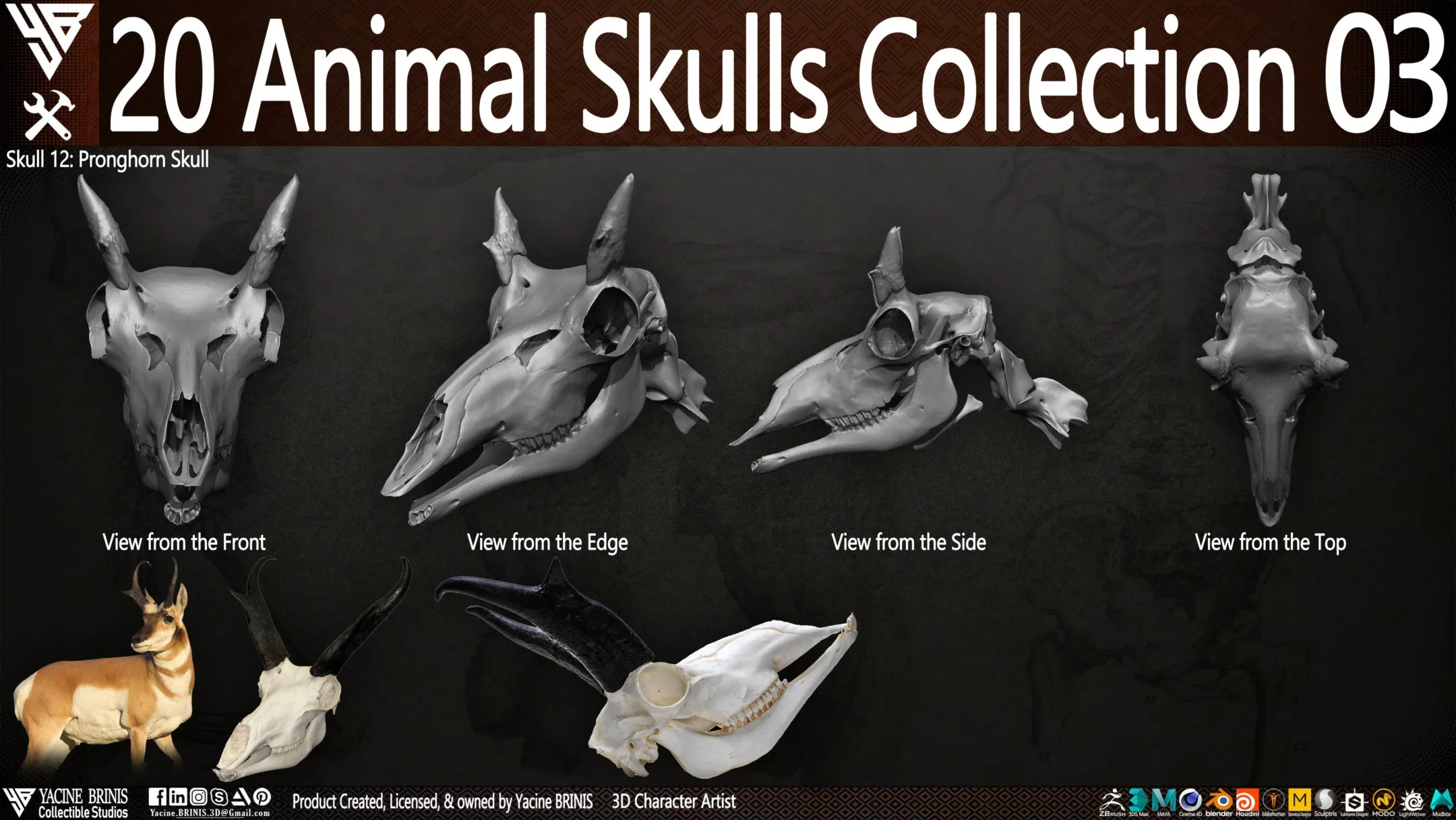 20 Animal Skulls Collection 03