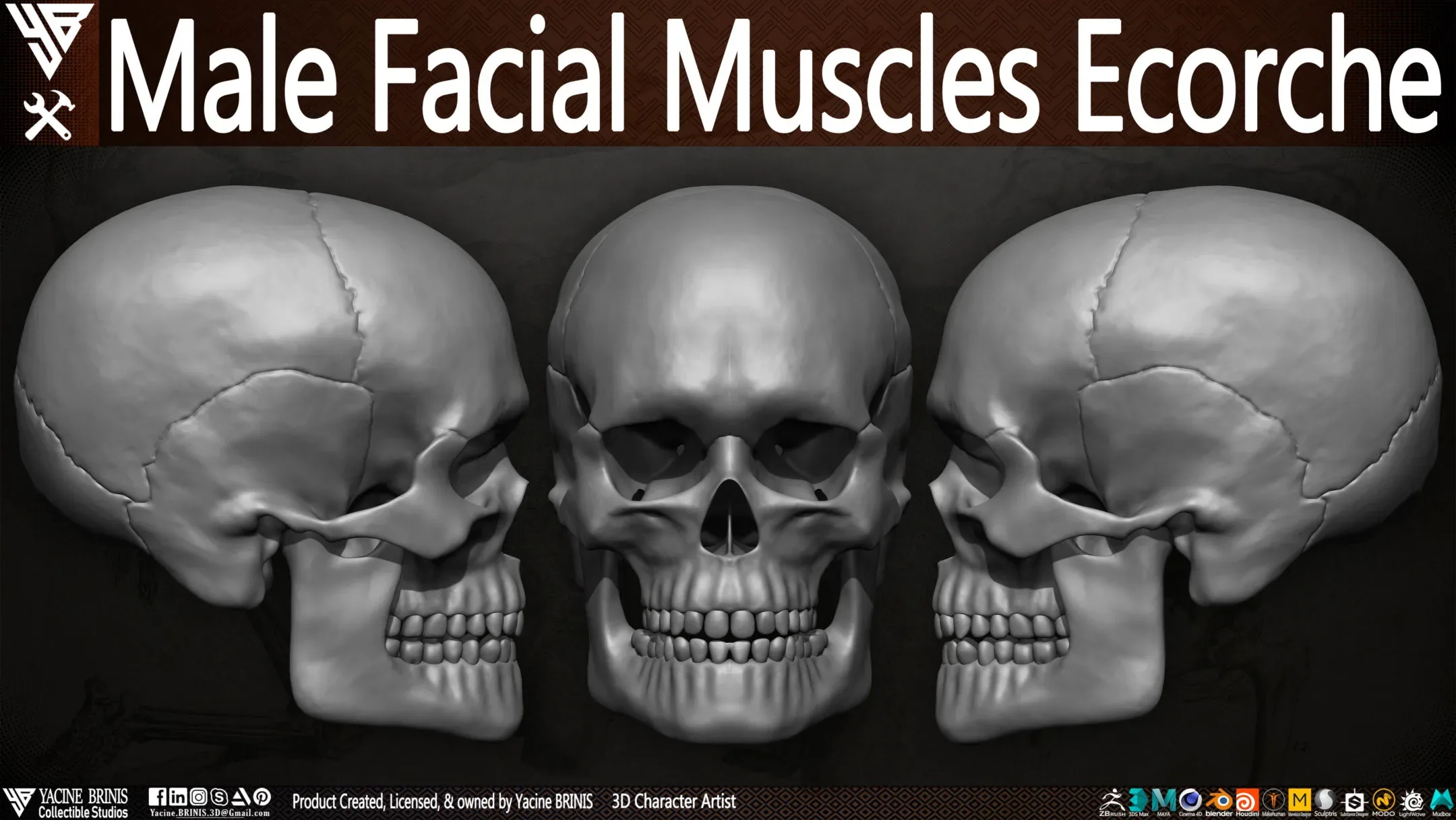 Male Facial Muscle Ecorche