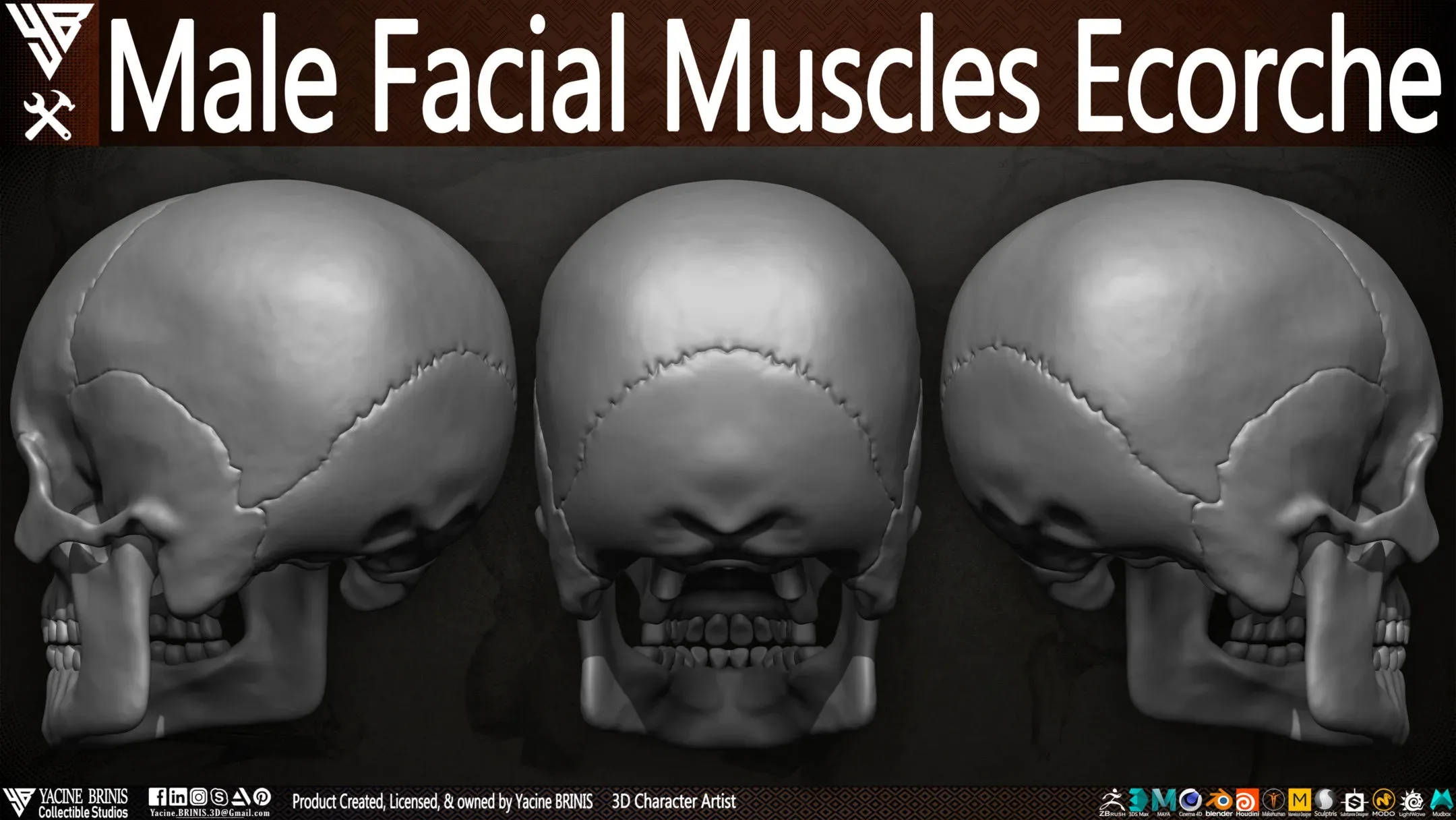 Male Facial Muscle Ecorche