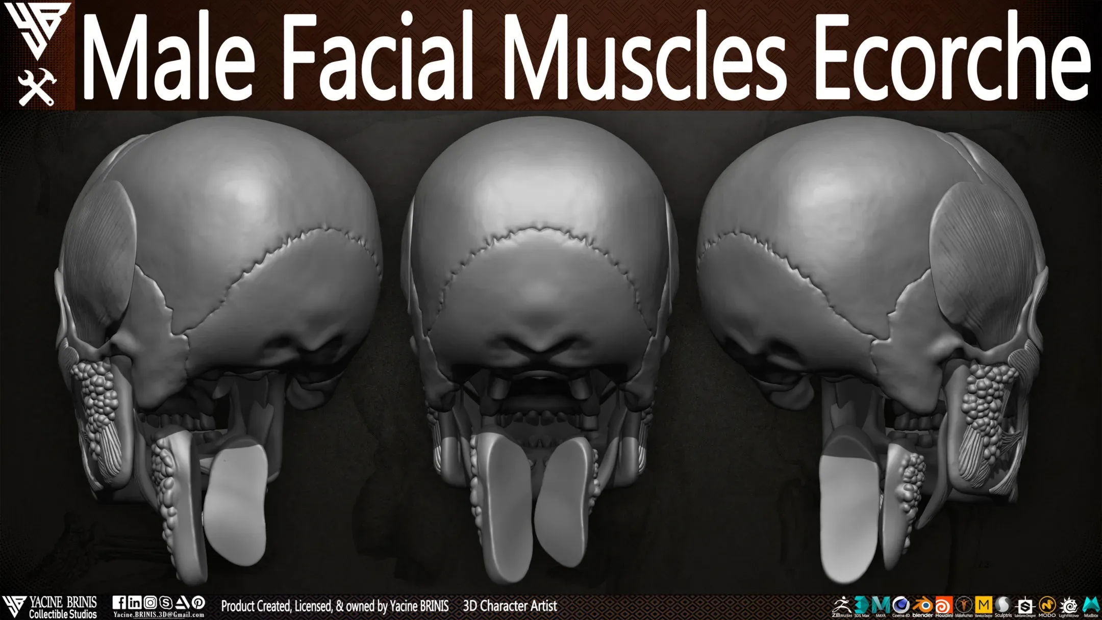 Male Facial Muscle Ecorche