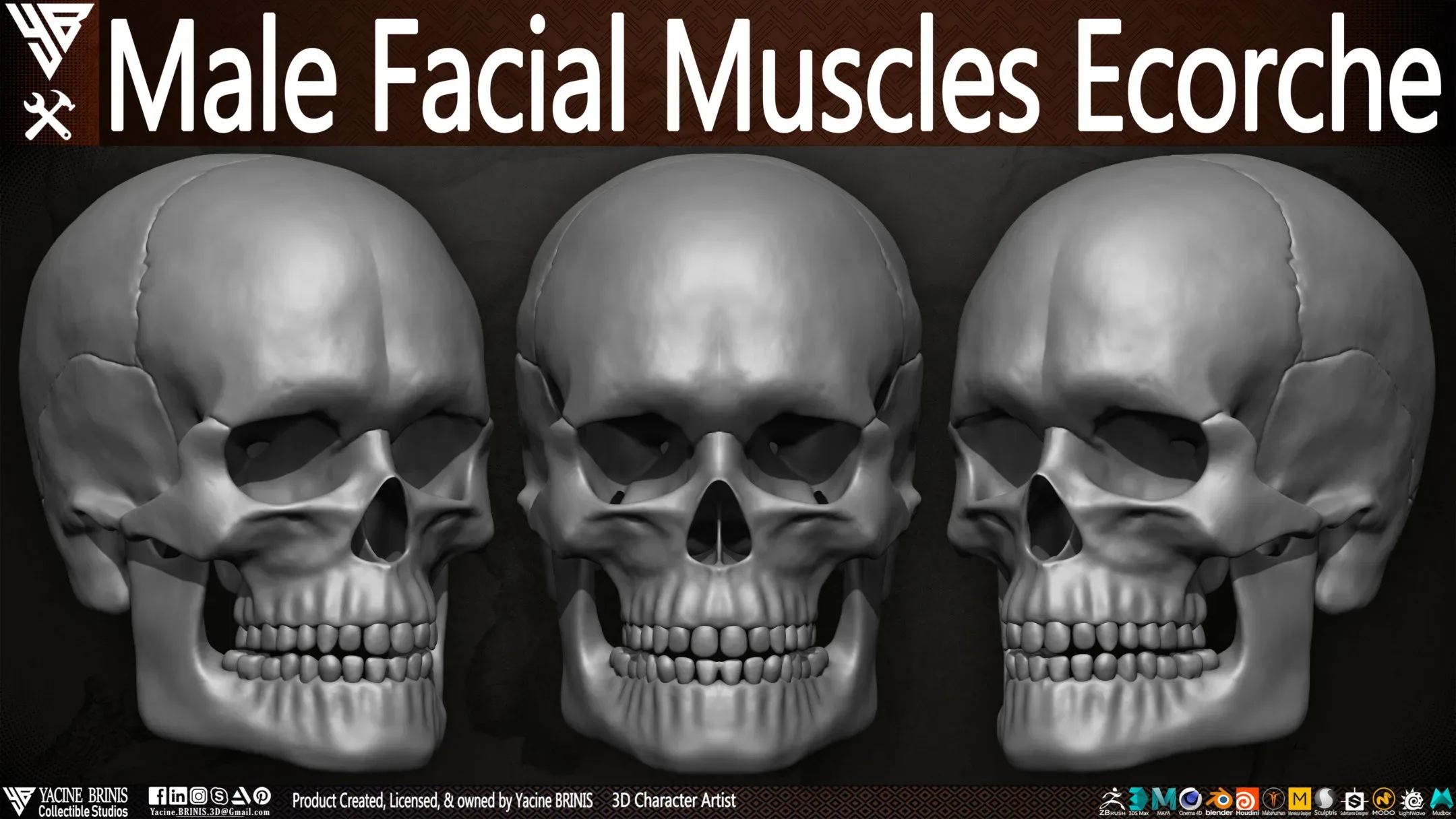 Male Facial Muscle Ecorche