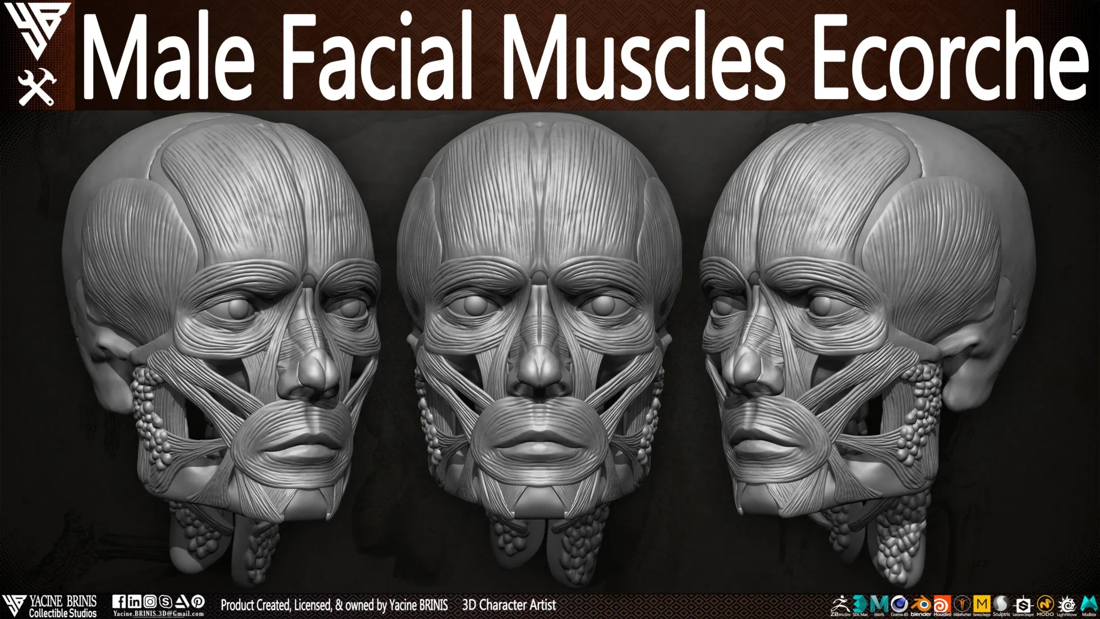 Male Facial Muscle Ecorche