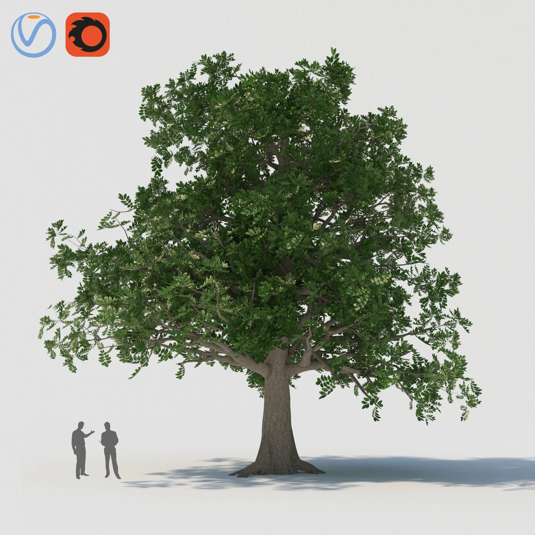 tree003