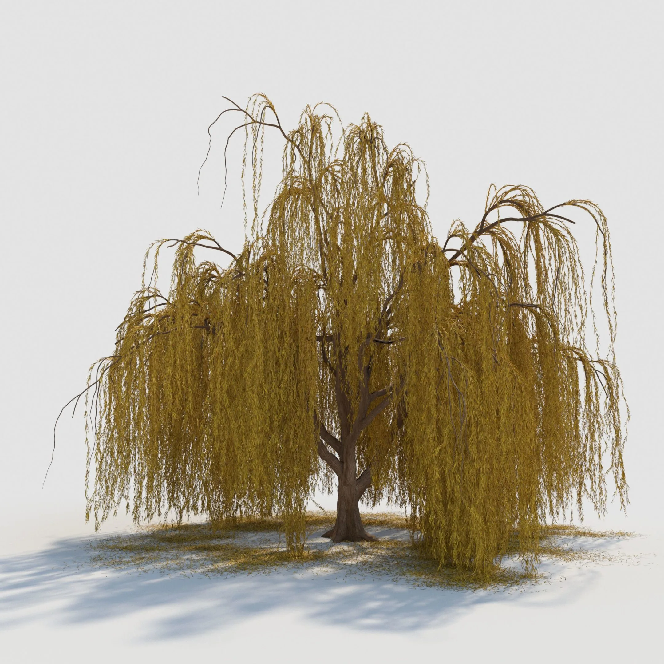 weeping willow tree