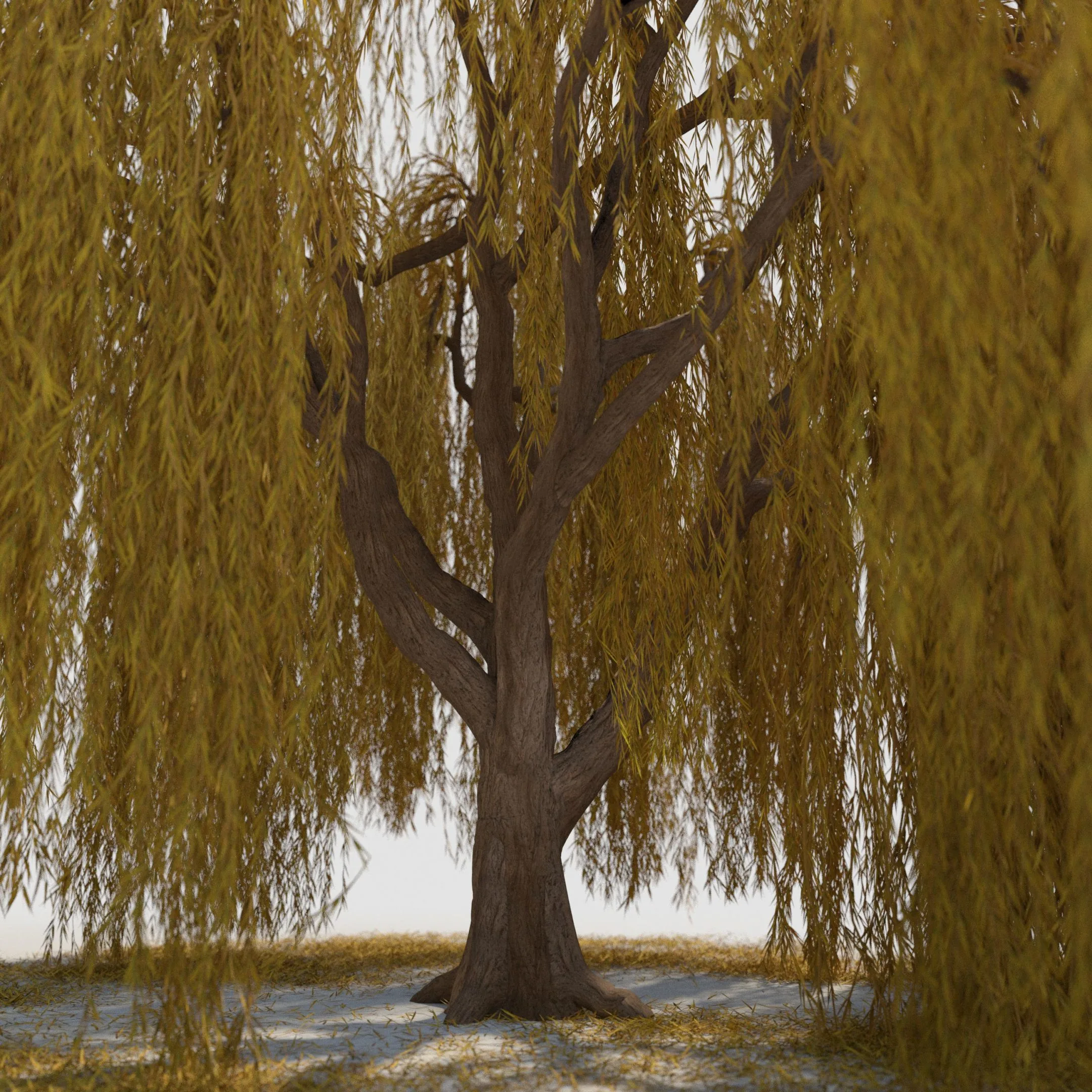 weeping willow tree