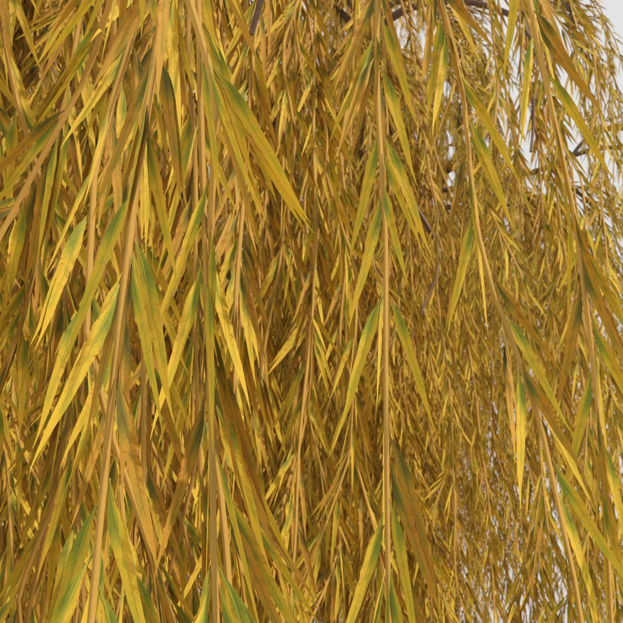 weeping willow tree