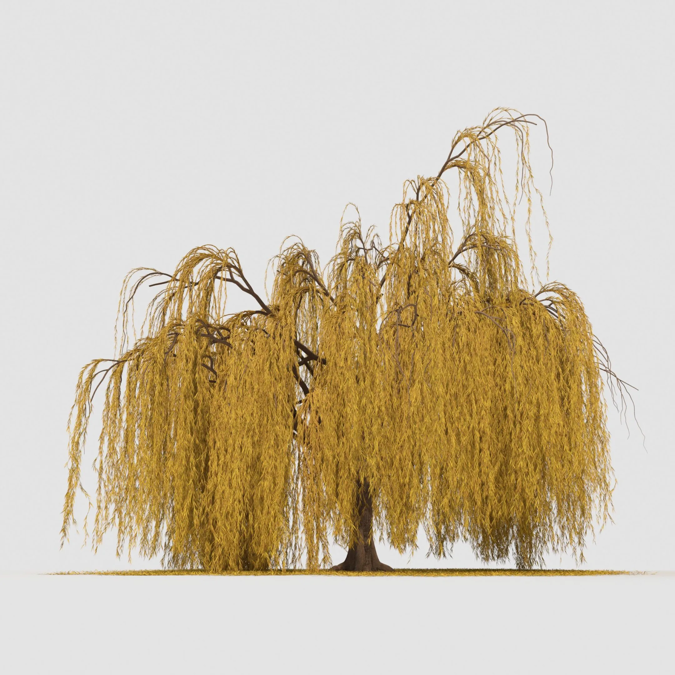weeping willow tree