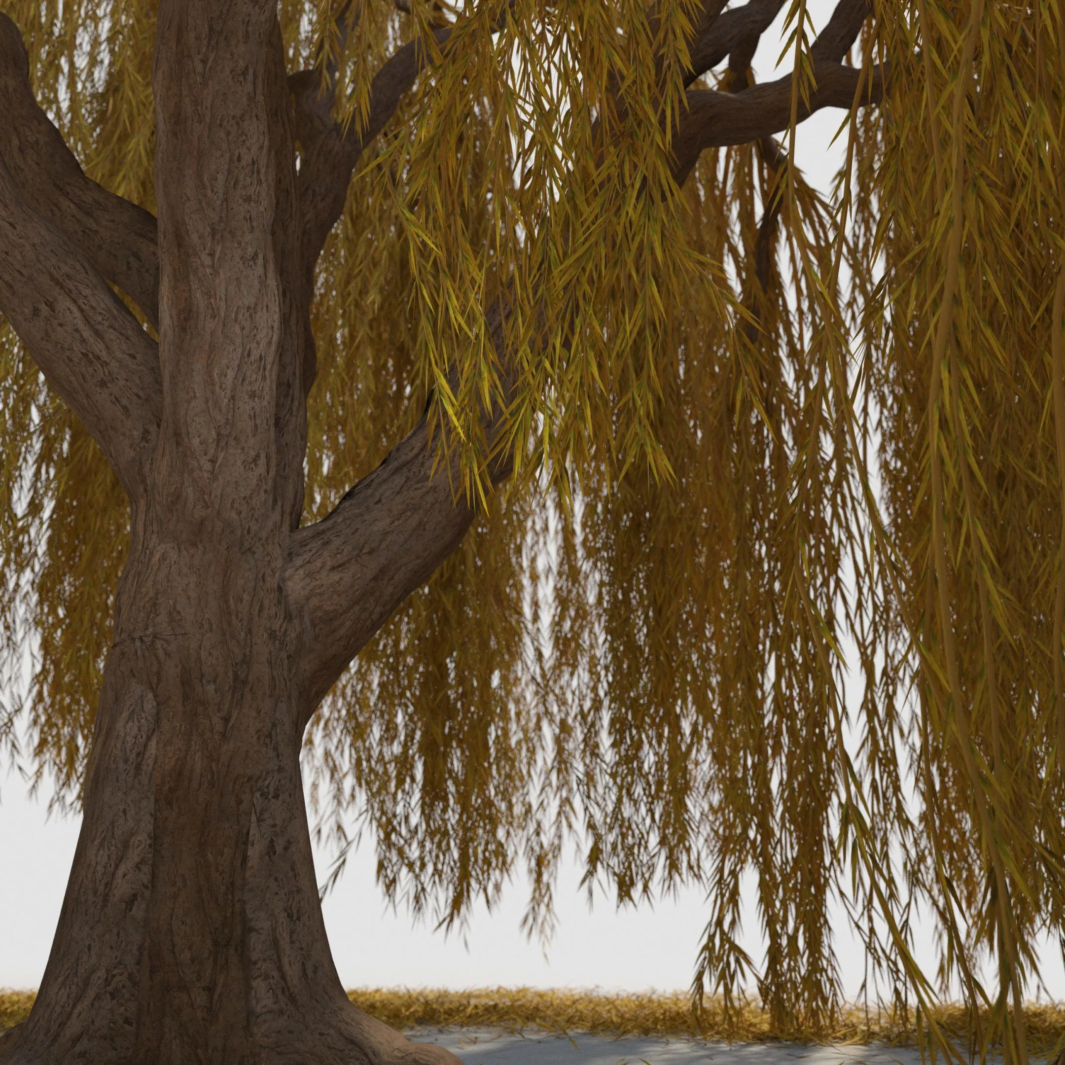 weeping willow tree