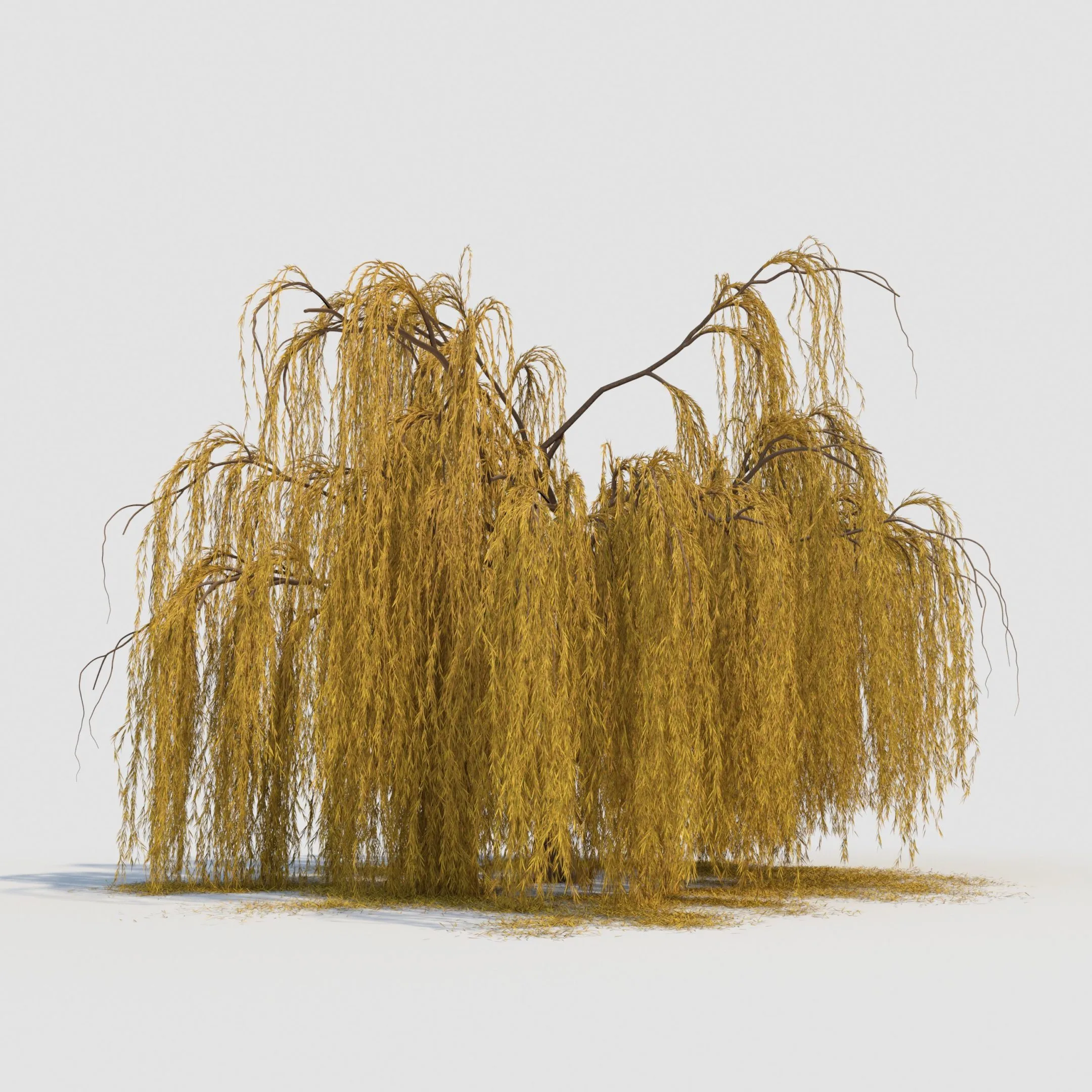 weeping willow tree