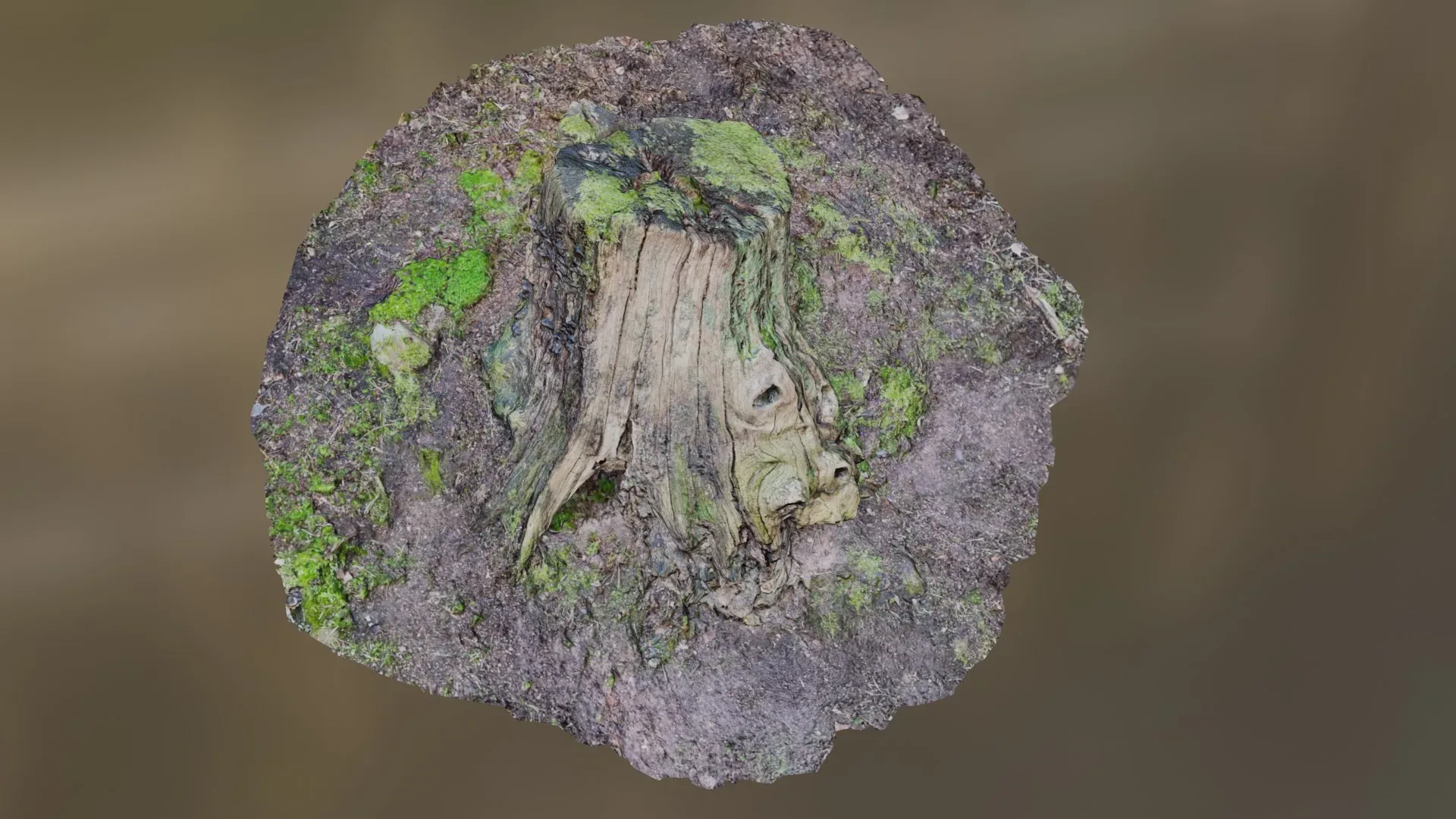 Tree Stump 001